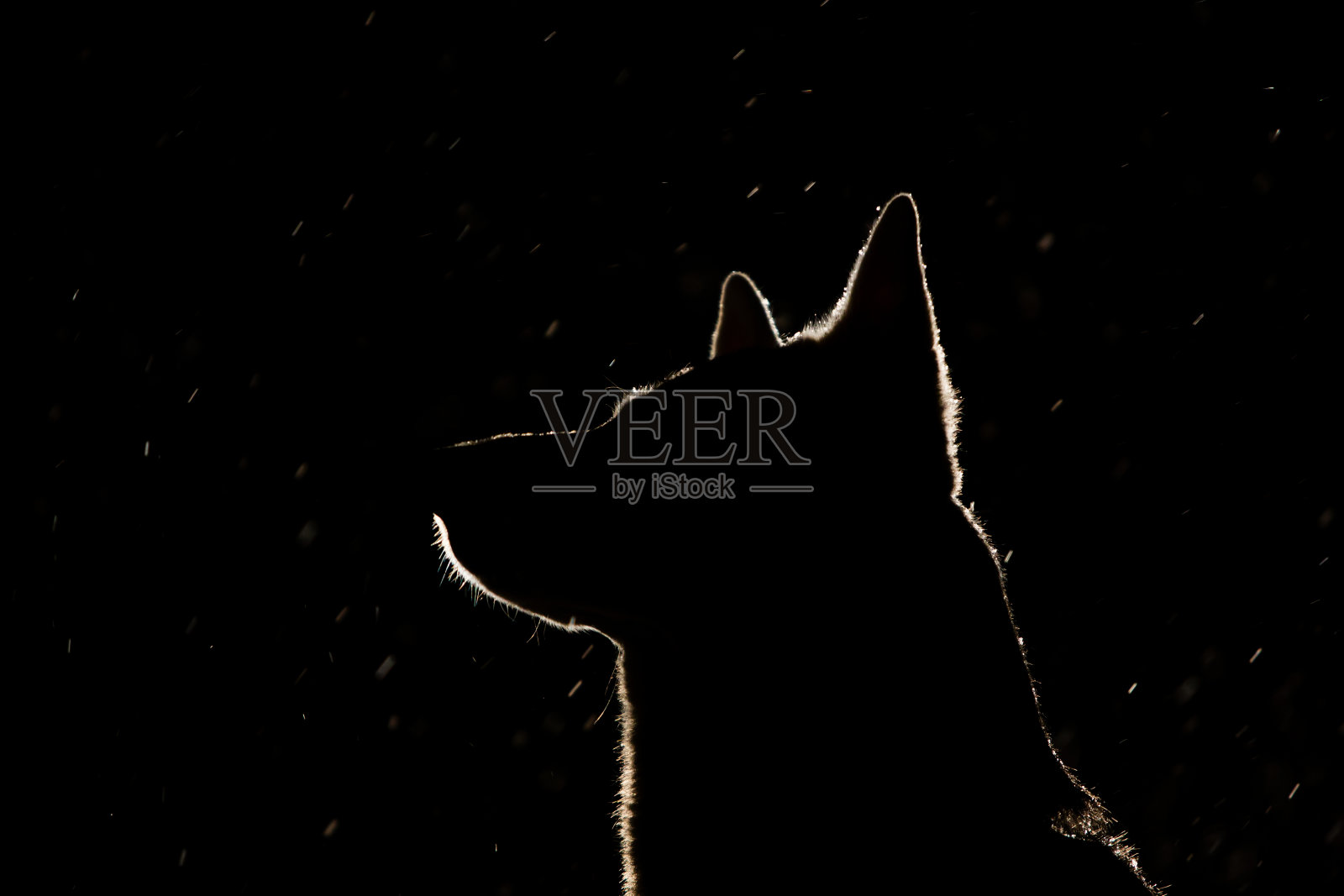 车灯下狗的剪影照片摄影图片