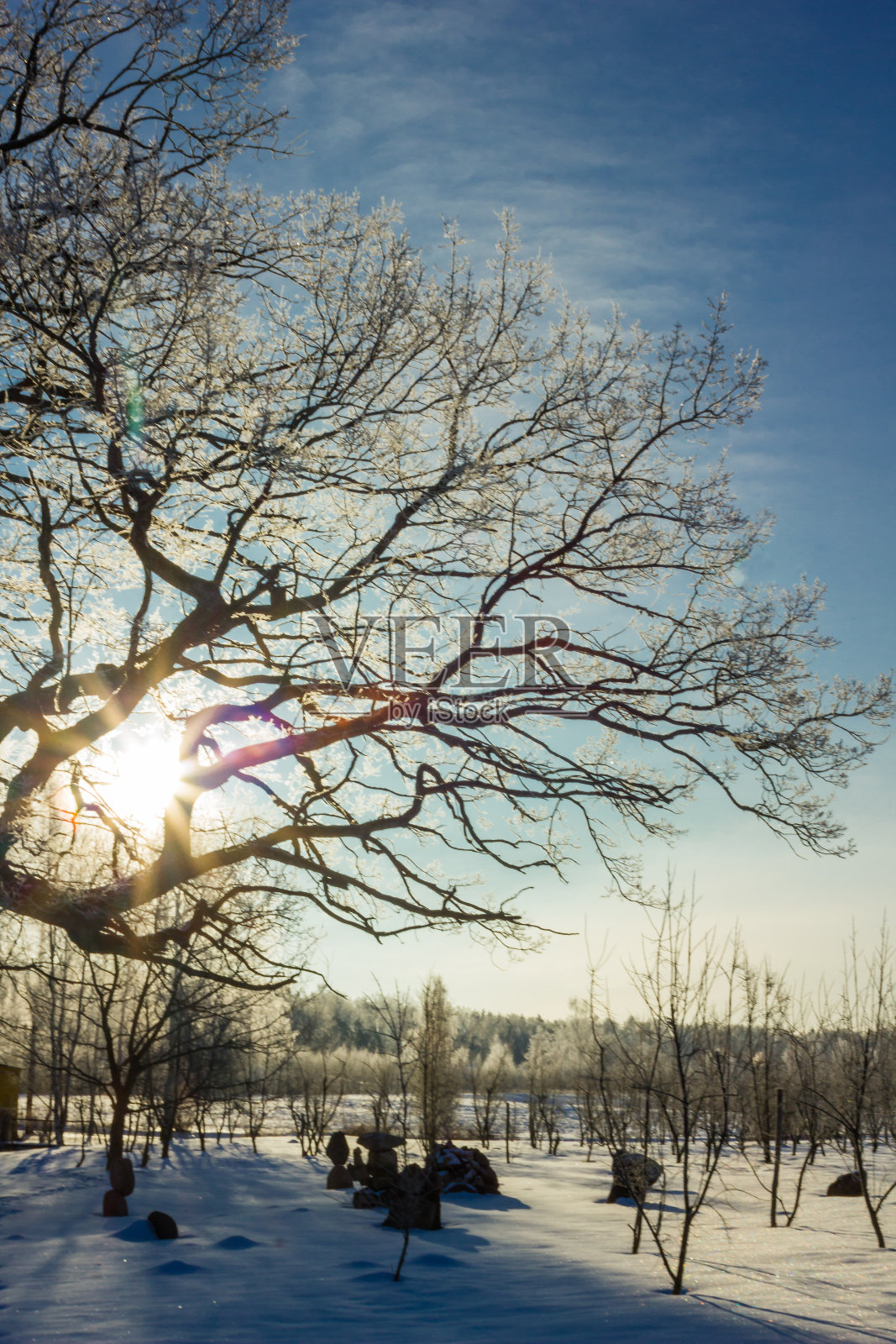 孤独站在树在一个冬天的一天与一点雪和一个清澈的蓝色天空的背景照片摄影图片