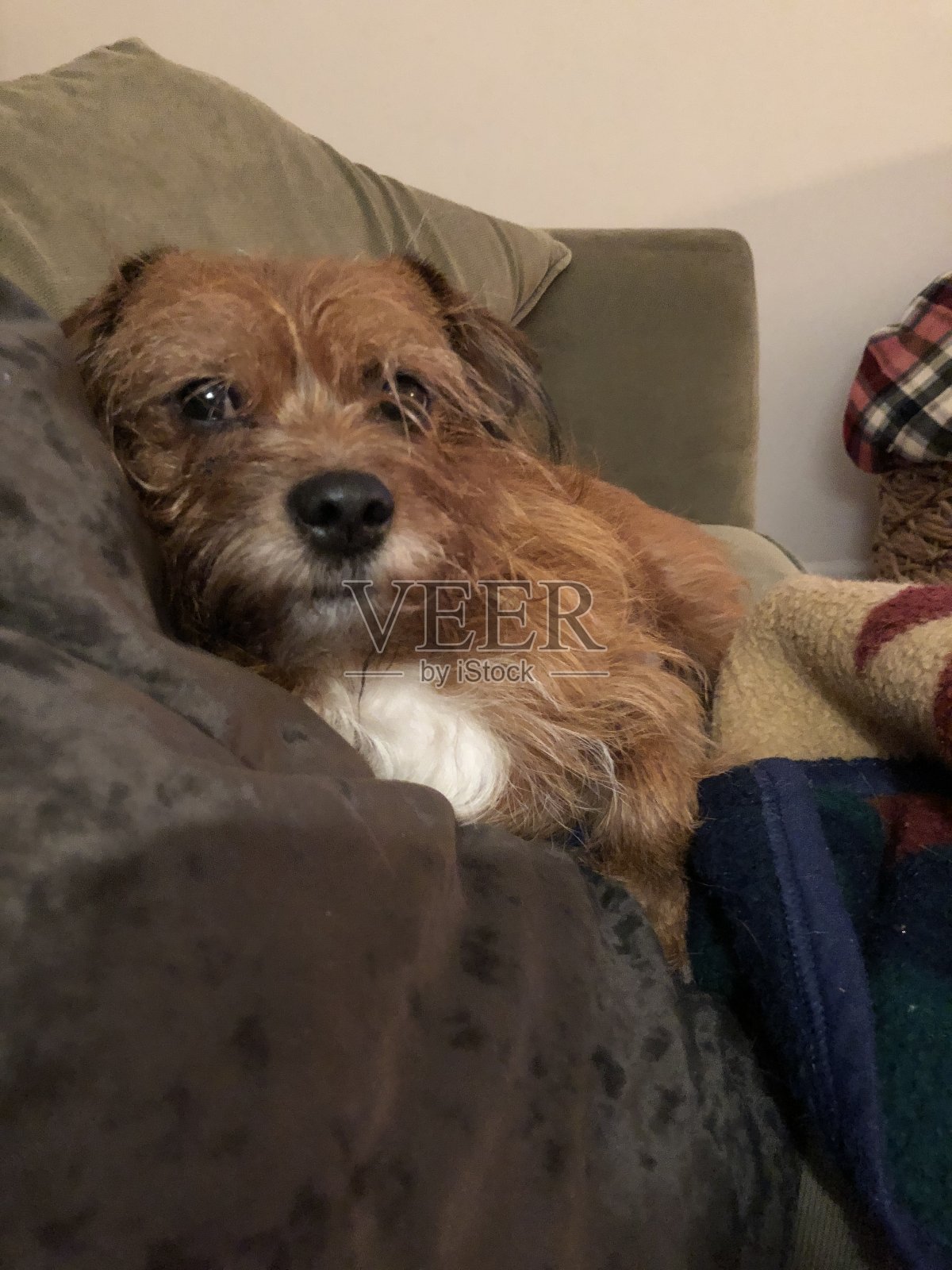 漂亮,好奇的梗照片摄影图片