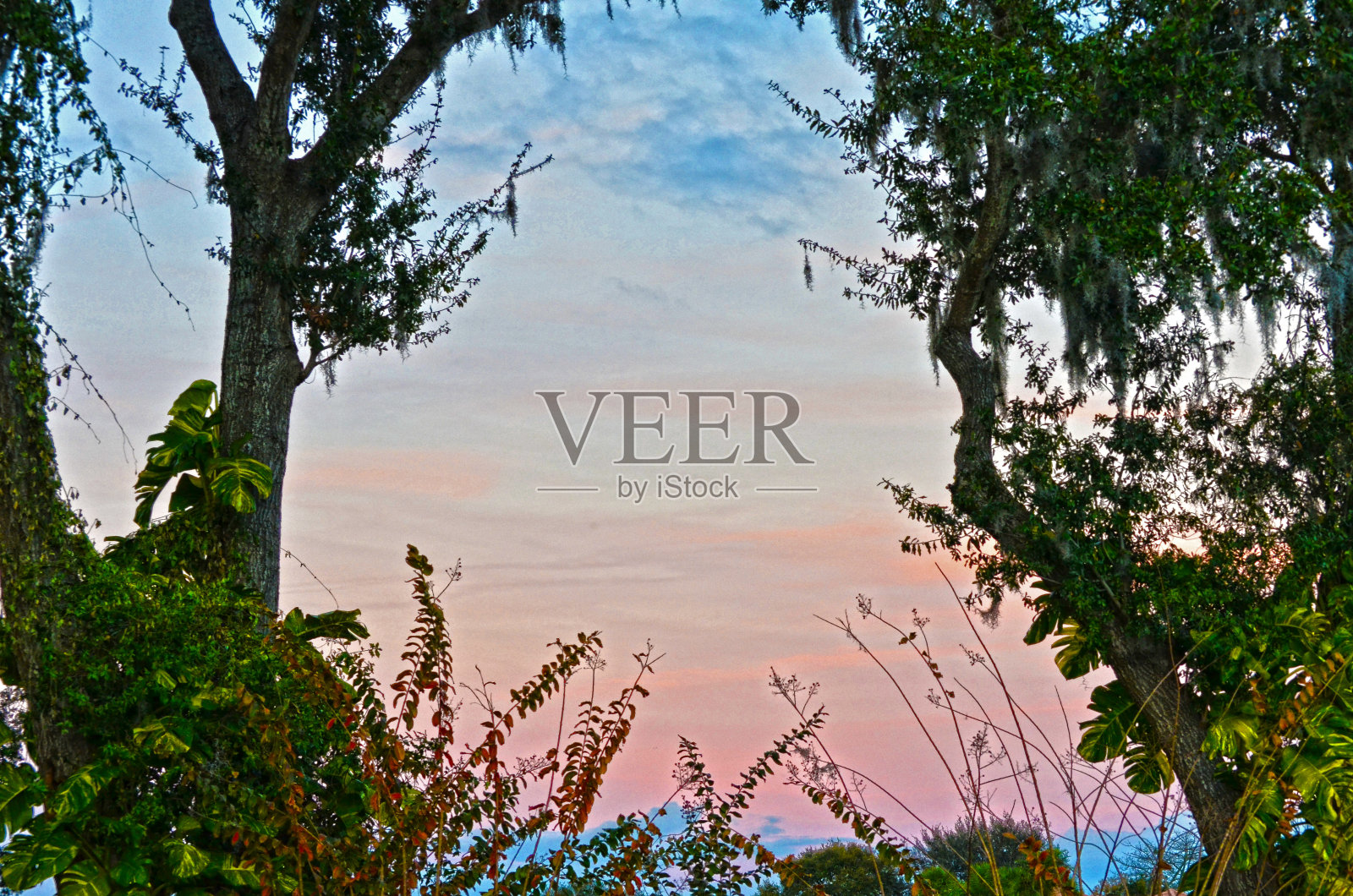 彩虹天堂的叶子,树,云,和梦想照片摄影图片