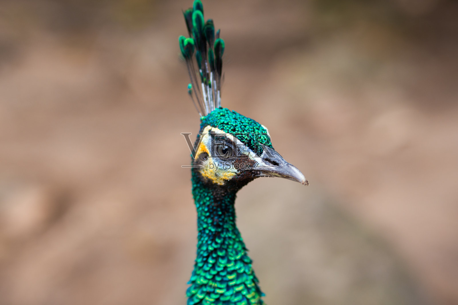 近距离鸟头模糊的背景照片摄影图片