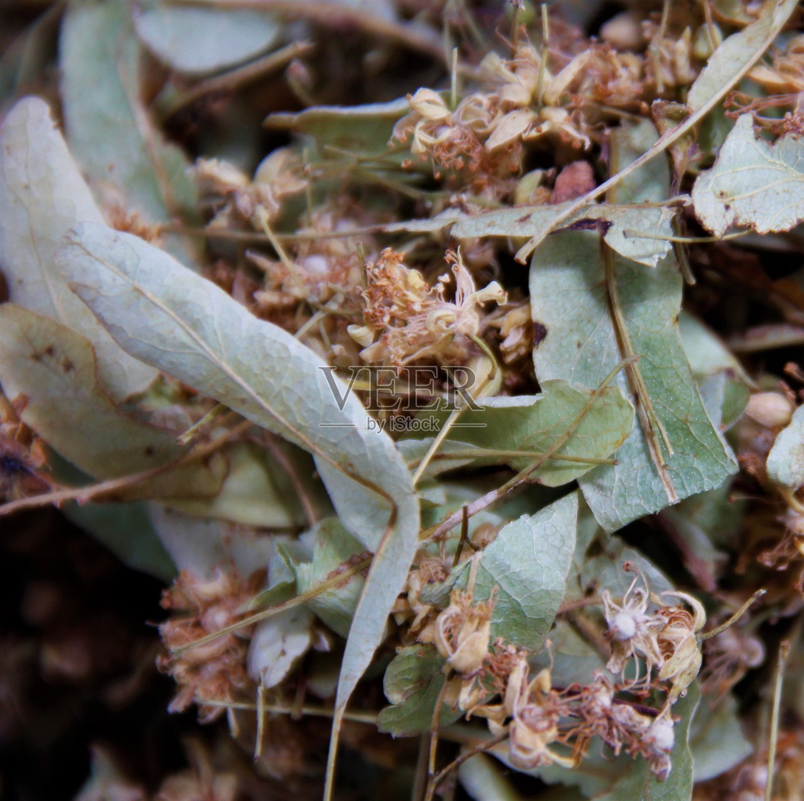 林登花照片摄影图片