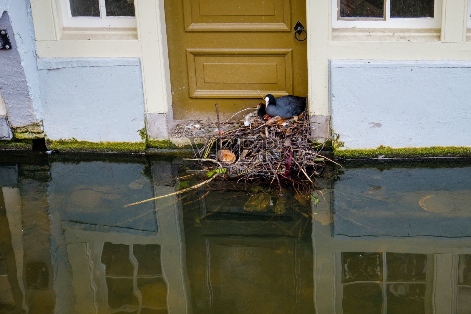 荷兰代尔夫特的一户人家在一座运河房子的门前用废弃材料建造了他们的巢。照片摄影图片