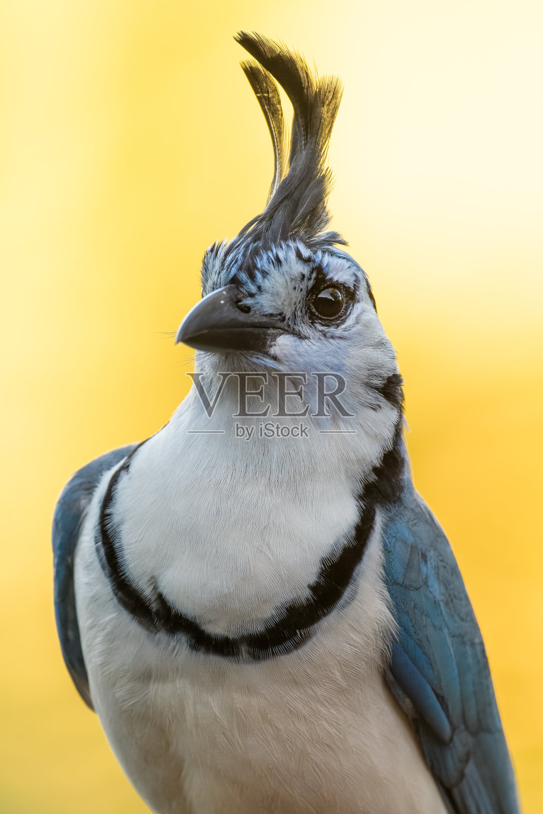 White-throated喜鹊杰照片摄影图片