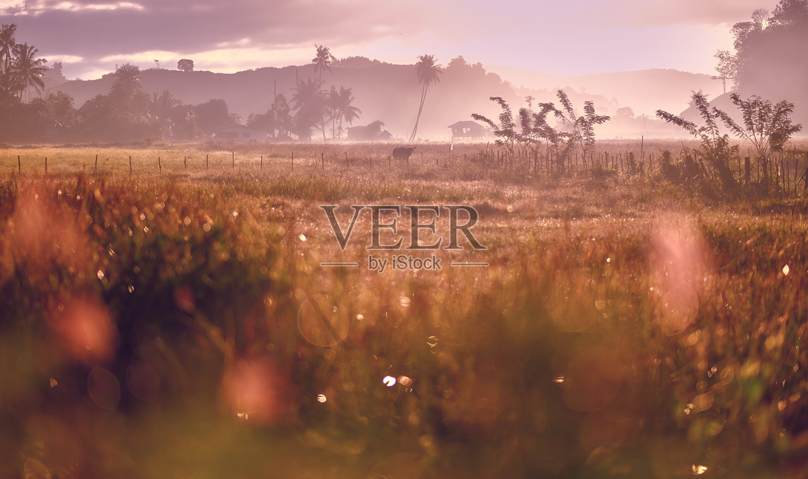 亚洲村庄日落时的夏季草地的复古照片。日出时的亚洲乡村风景和雾中的棕榈树。浮罗交怡岛、马来西亚。照片摄影图片