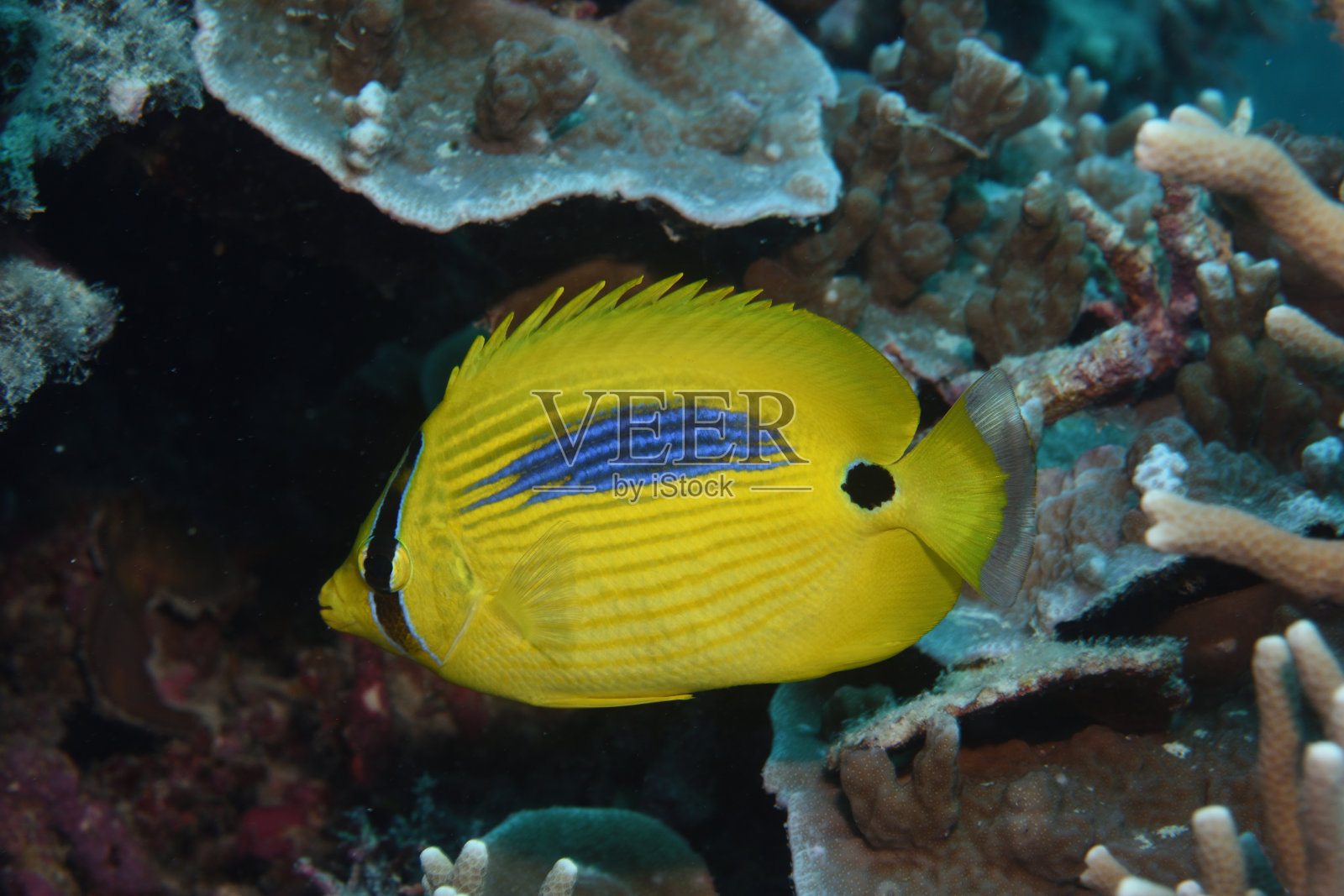 蓝斑蝴蝶鱼,土鳖,撒克逊礁,凯恩斯,大堡礁,澳大利亚照片摄影图片
