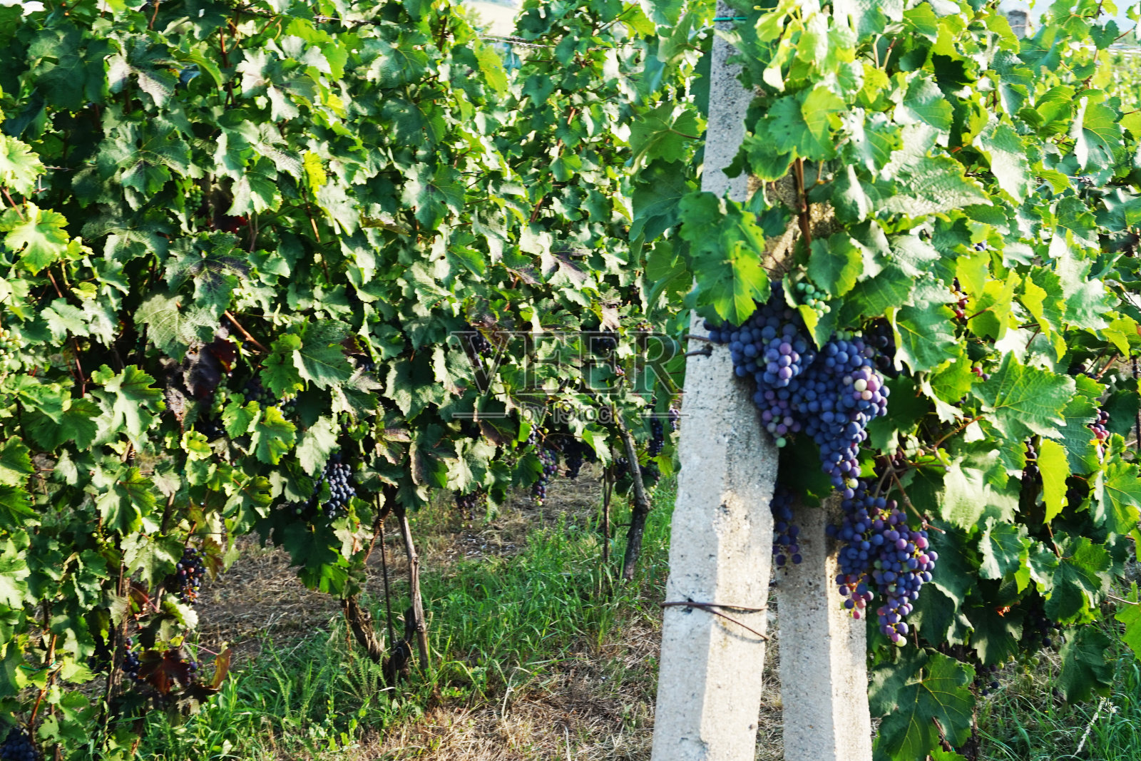 来自摩拉维亚的捷克葡萄园照片摄影图片