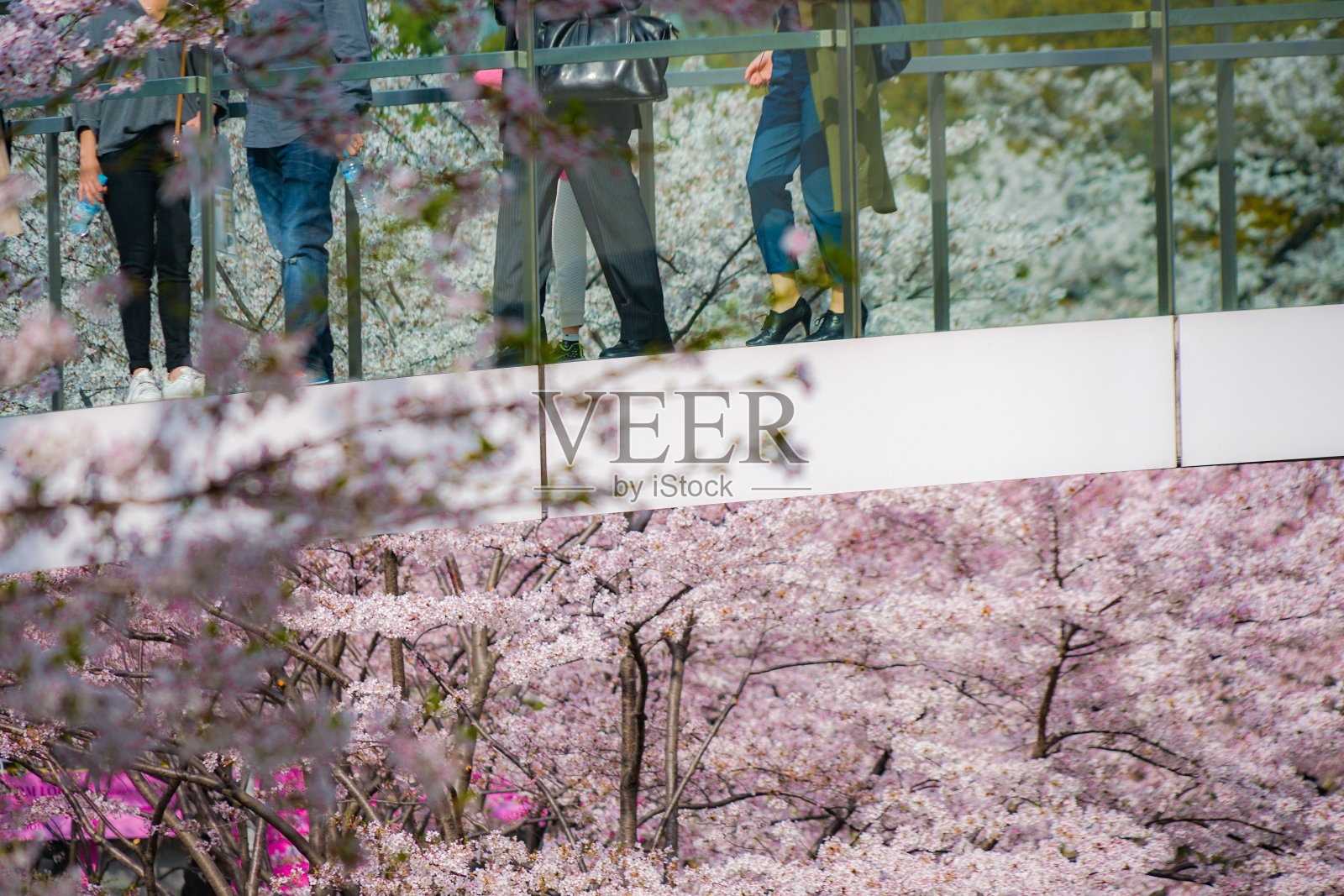 人们站在樱桃桥里照片摄影图片