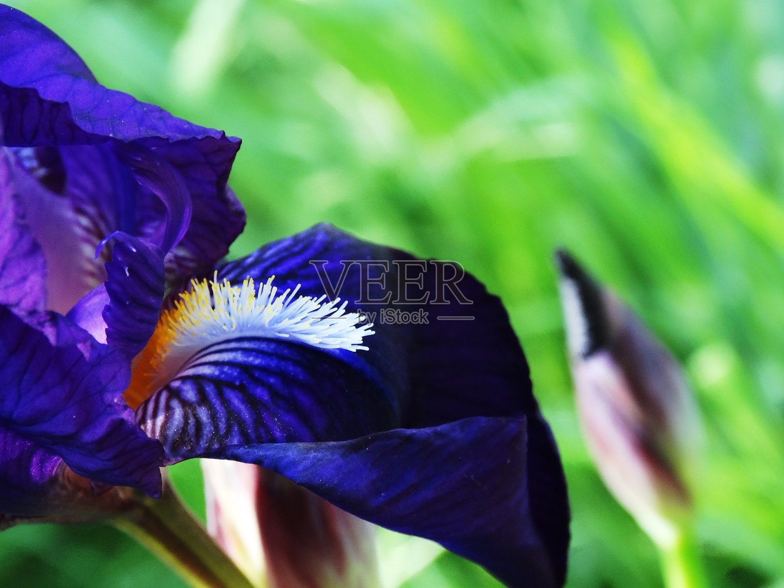 有胡子的虹膜照片摄影图片