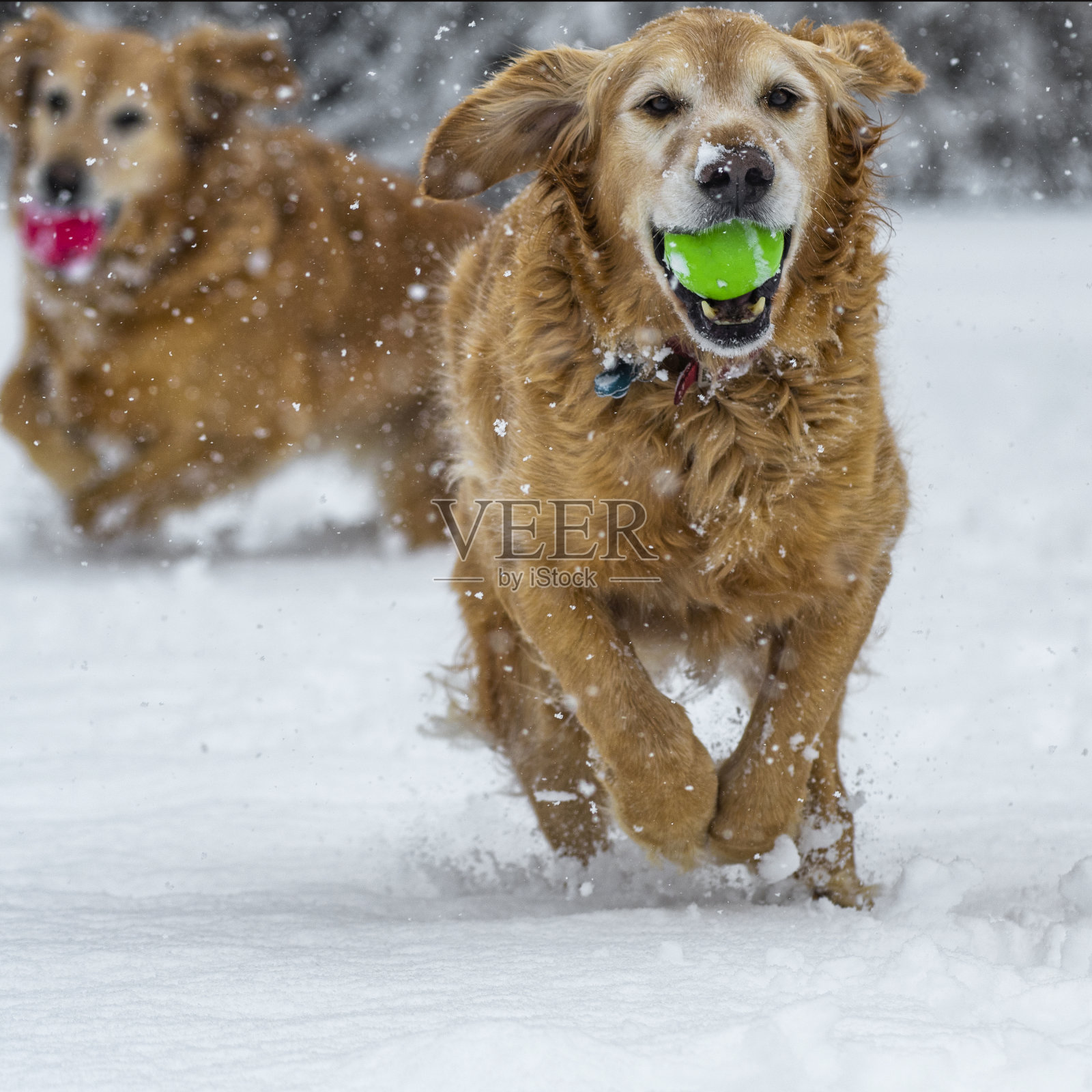 两只金毛猎犬在雪地里玩捡球游戏照片摄影图片