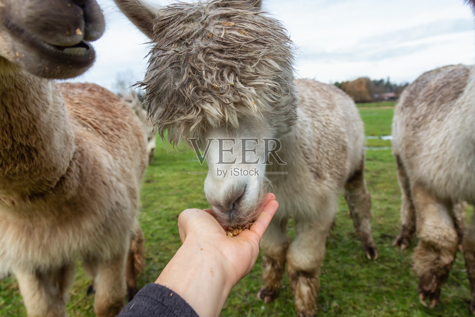 农场里的羊驼照片摄影图片