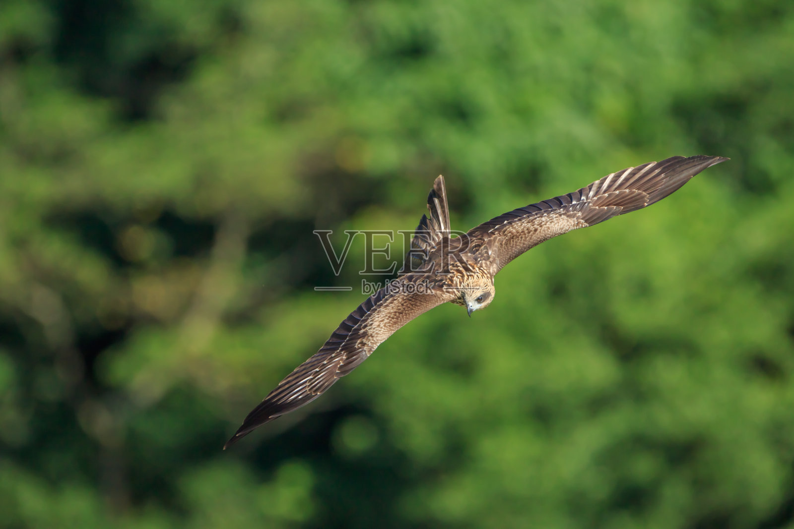 黑色的风筝照片摄影图片