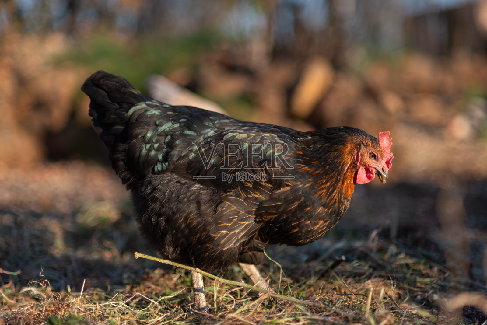 在传统的有机家禽农场里放养母鸡。照片摄影图片