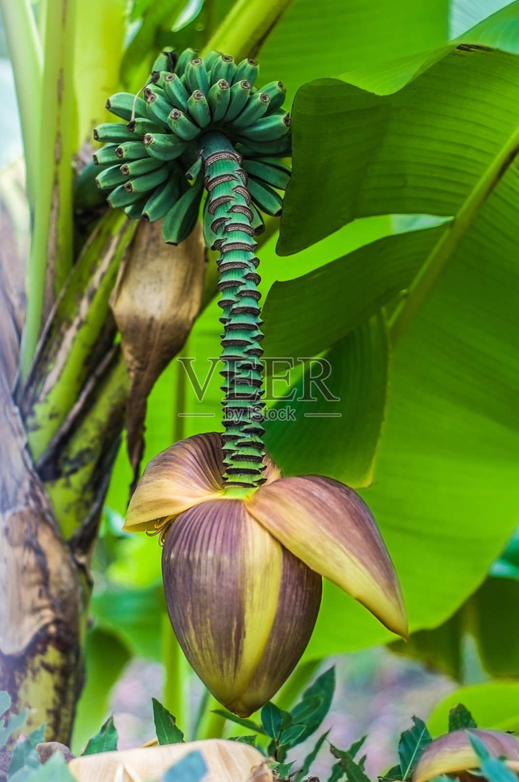 香蕉开花结果在花园里的一棵树上的枝叶中。照片摄影图片
