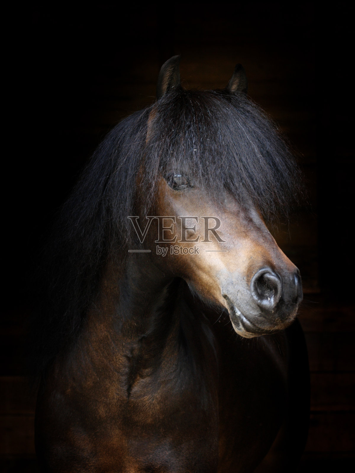 马的头开枪照片摄影图片