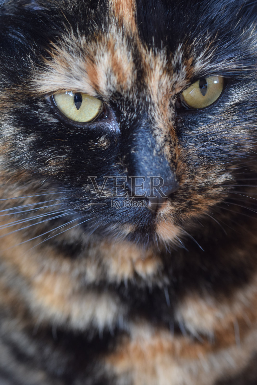 玳瑁猫的肖像照片摄影图片