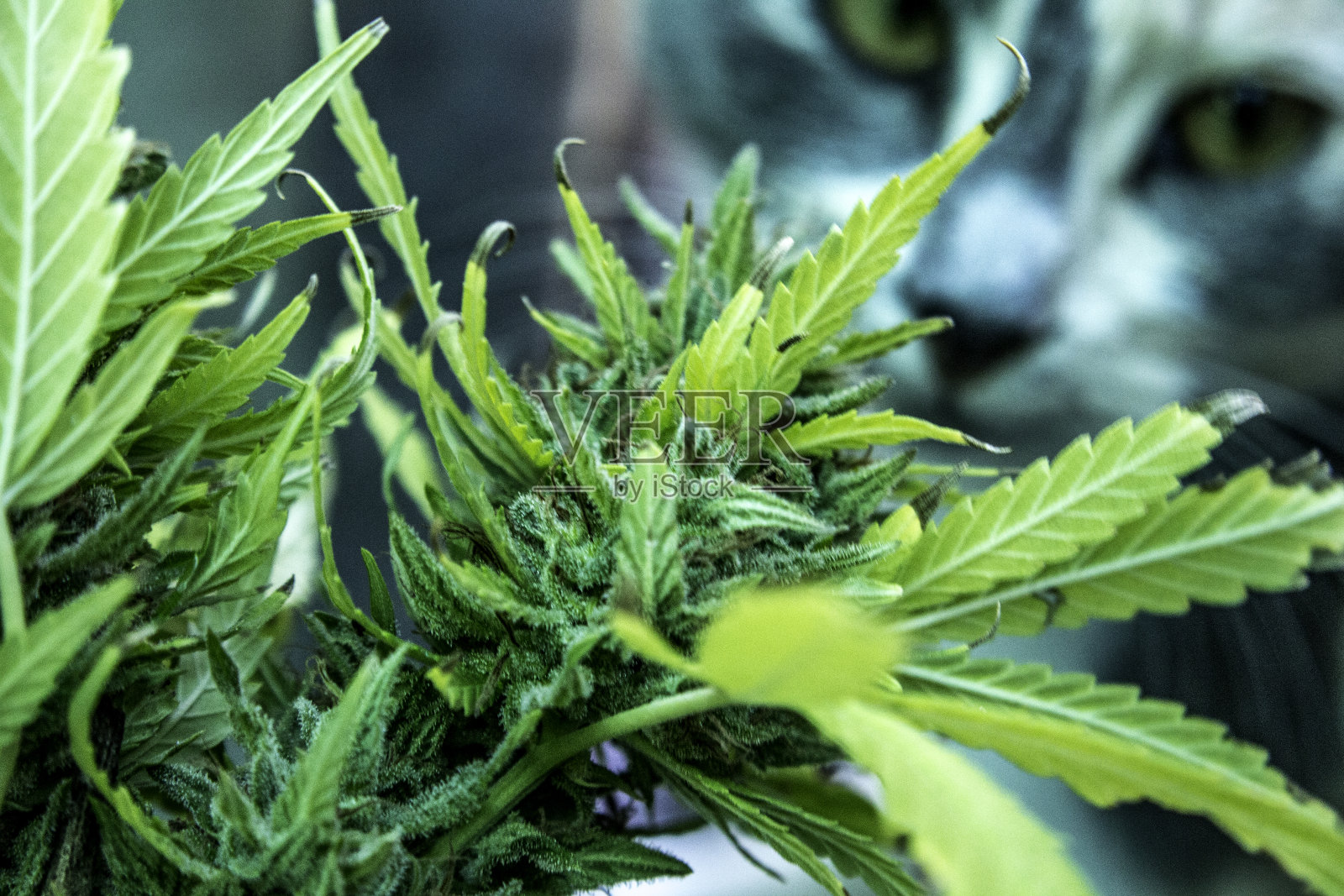 大麻和猫照片摄影图片