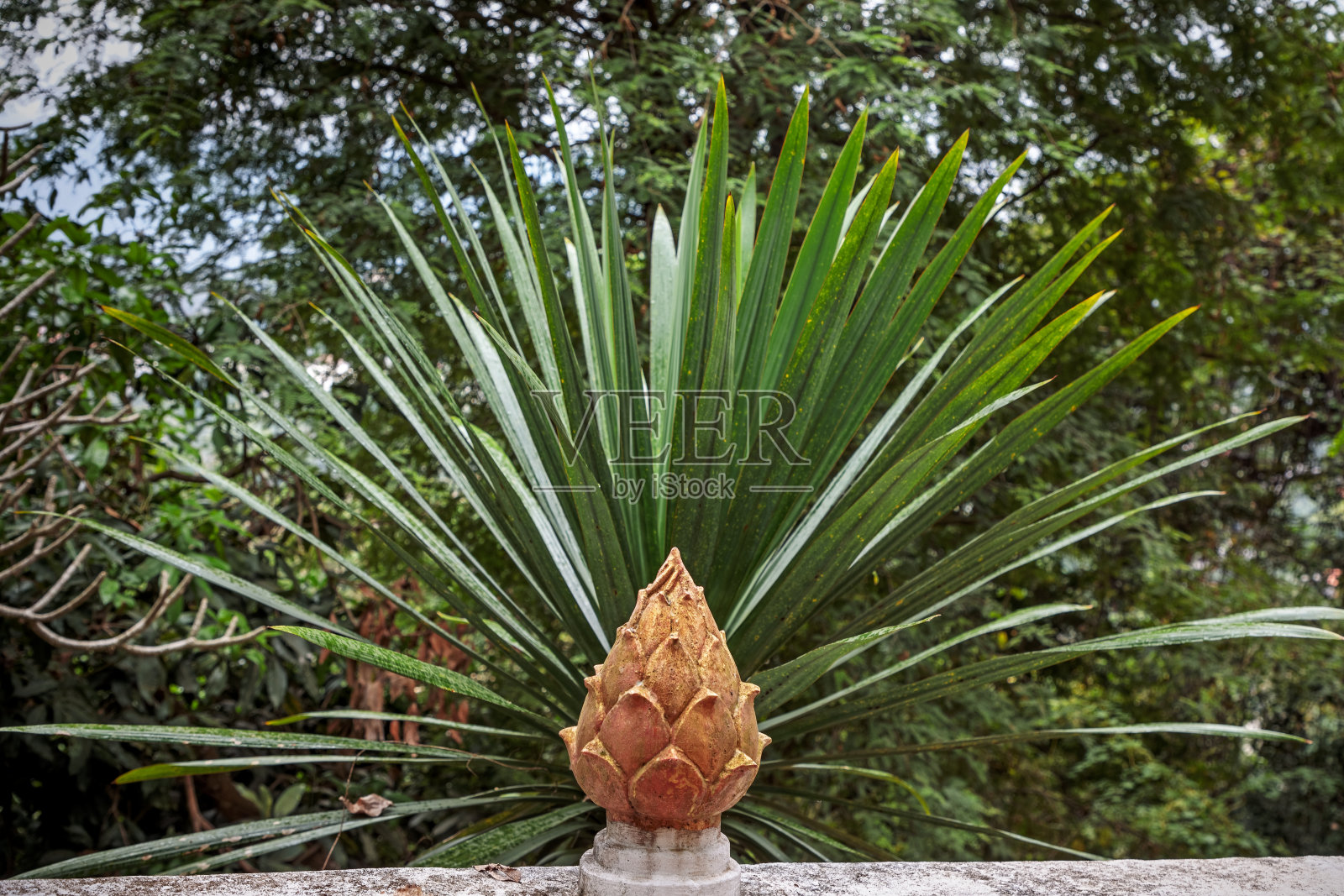 真正的棕榈树和混凝土花照片摄影图片