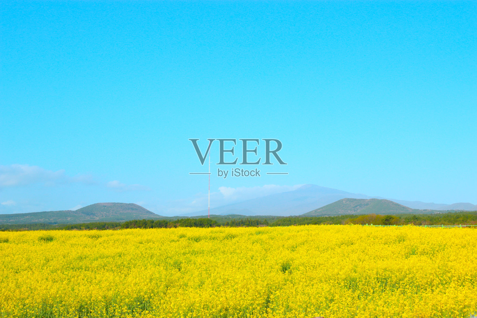 油菜花广场,樱桃树,油菜花,春天,照片摄影图片