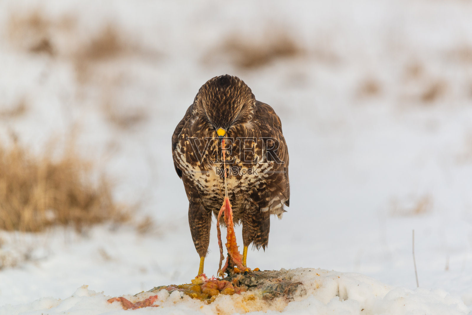 普通秃鹰在雪地上吃肉照片摄影图片