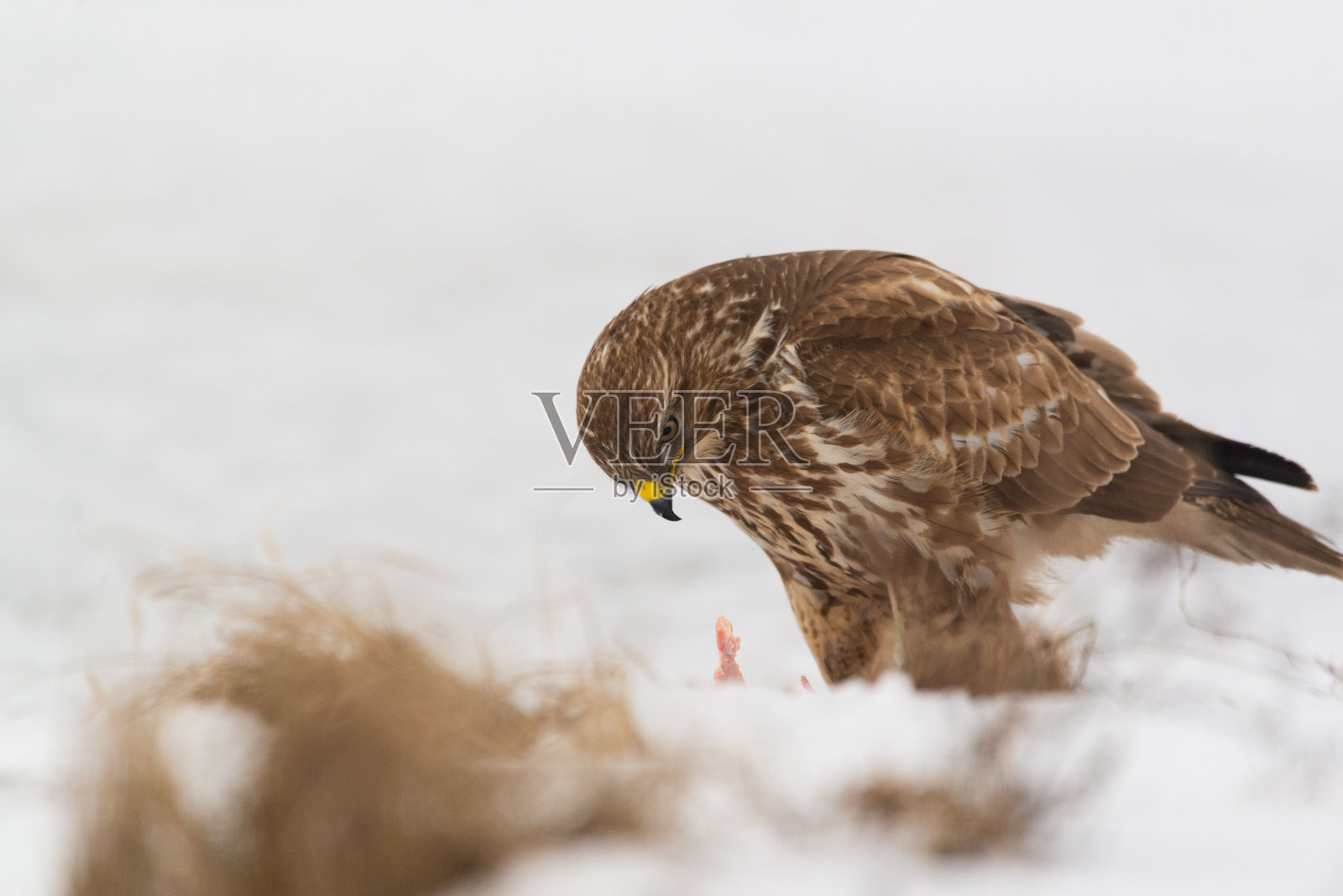 普通秃鹰在雪地上吃肉照片摄影图片
