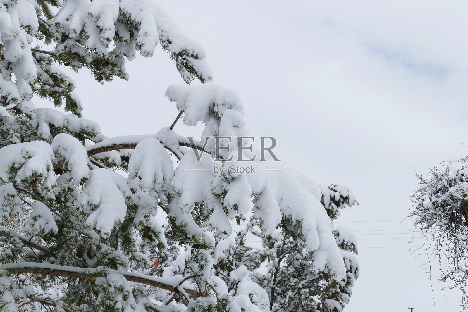 树上有雪,树上有肥利,美妙的雪景,树和雪的山水画,照片摄影图片