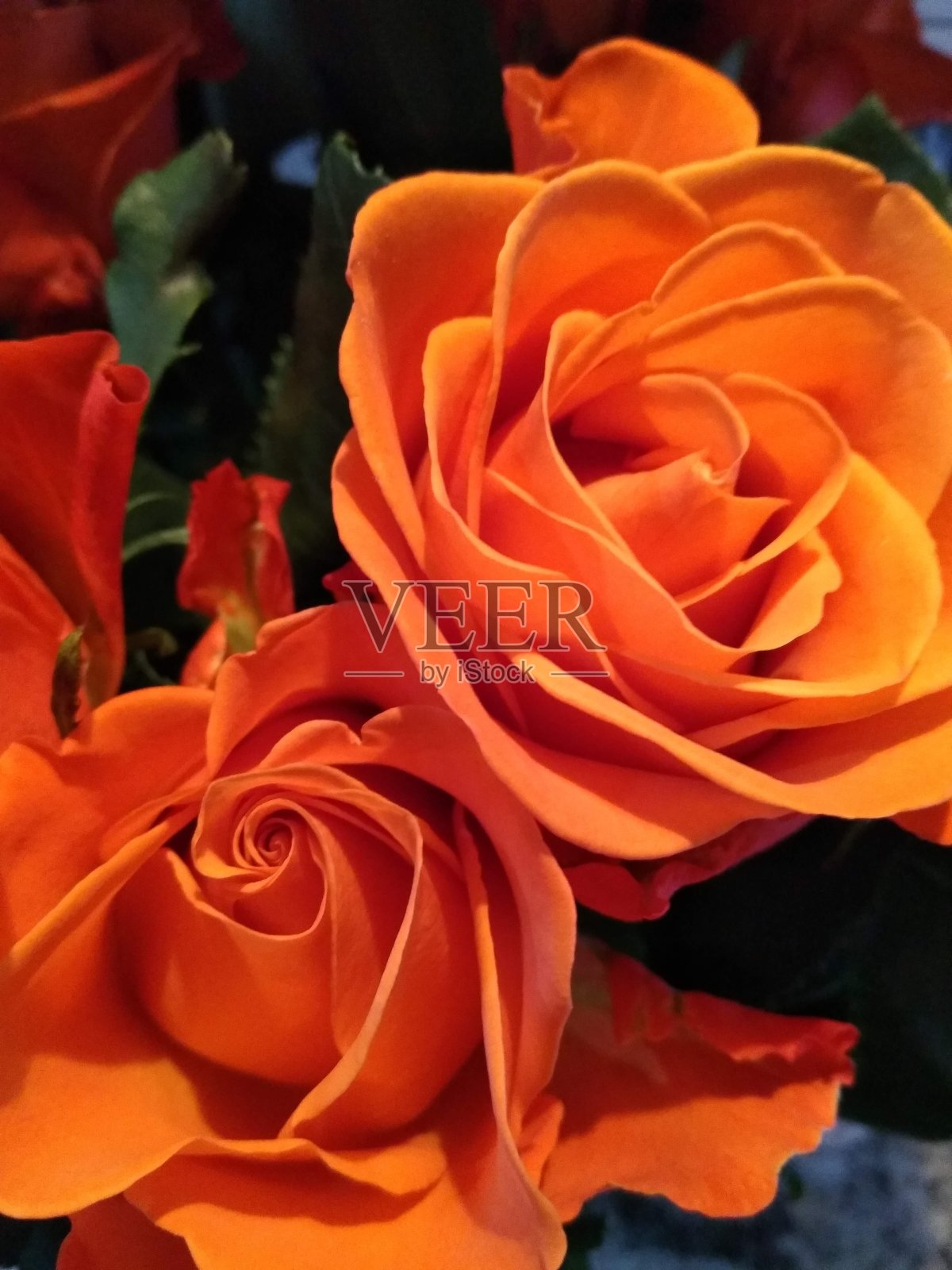 两朵橙红色玫瑰的特写照片摄影图片