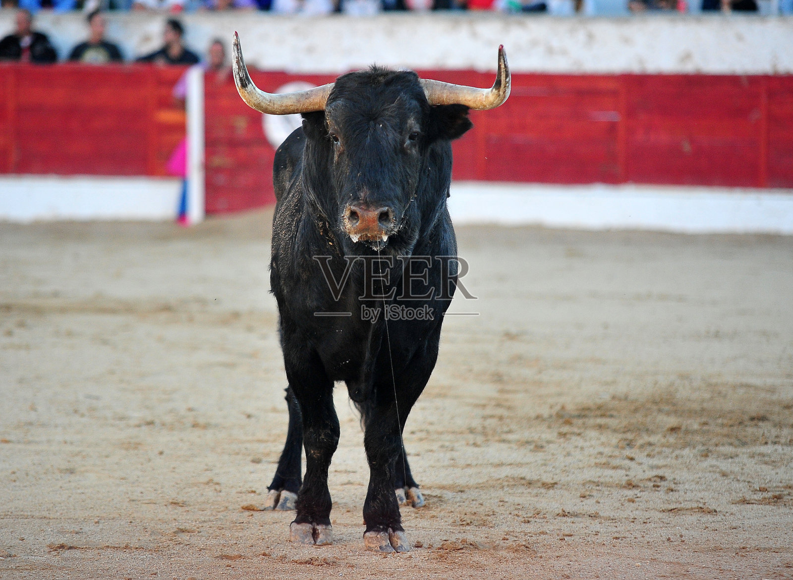 牛照片摄影图片