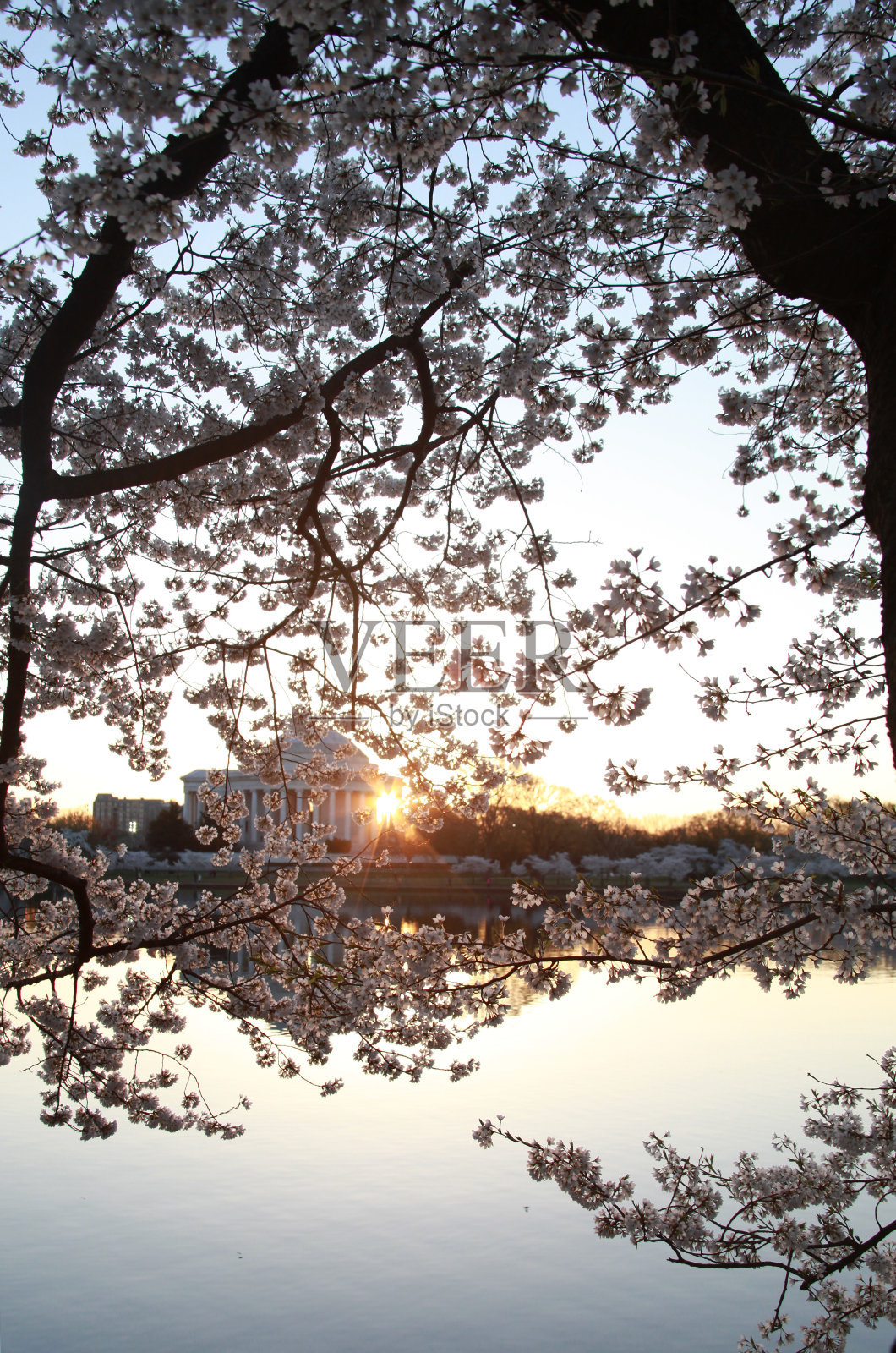 杰弗逊纪念堂的日出与樱花盛开照片摄影图片