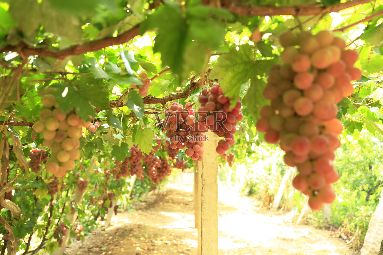 葡萄园在秋日日落收获。照片摄影图片