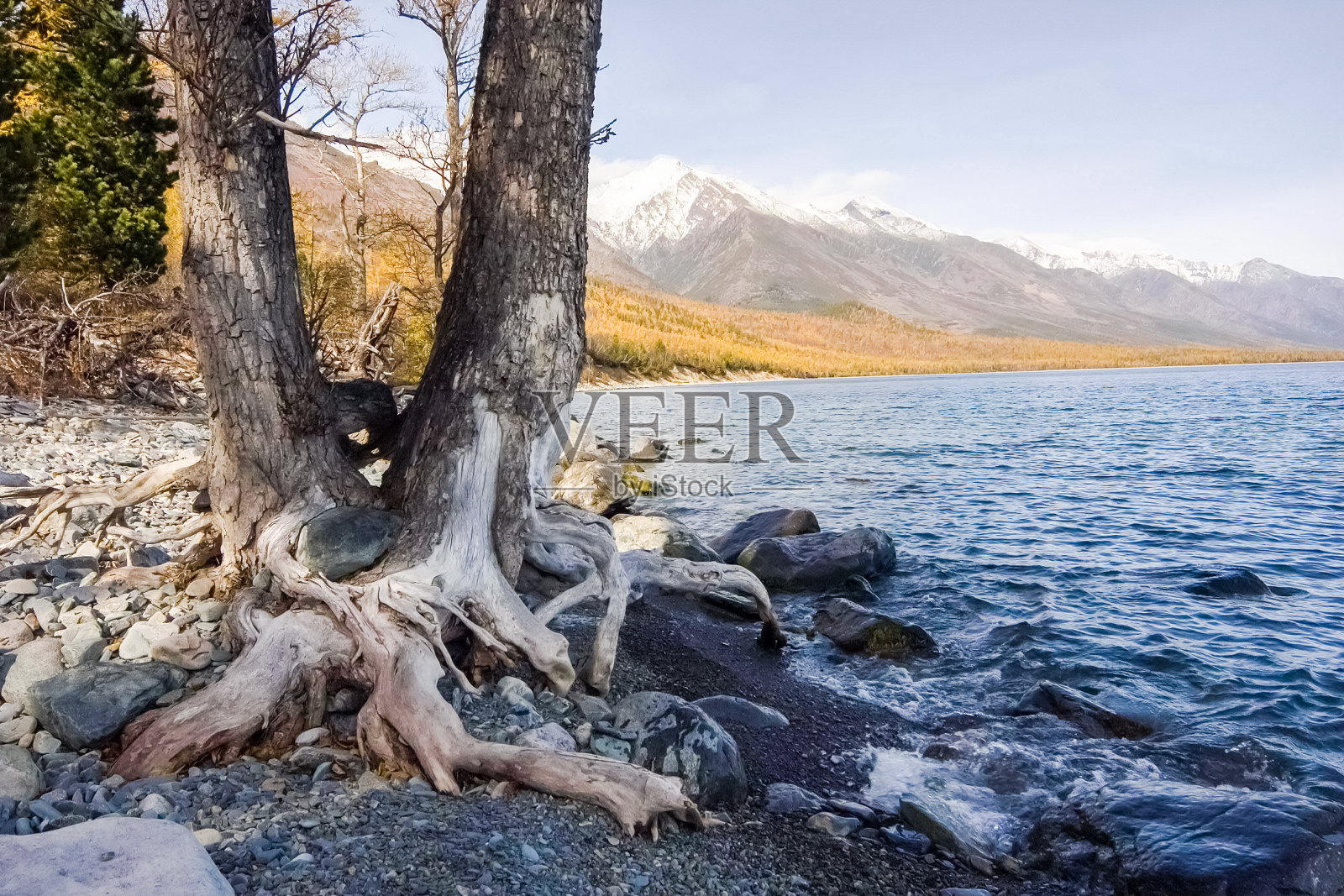贝加尔湖的秋色。贝加尔湖的景观和植物群。照片摄影图片