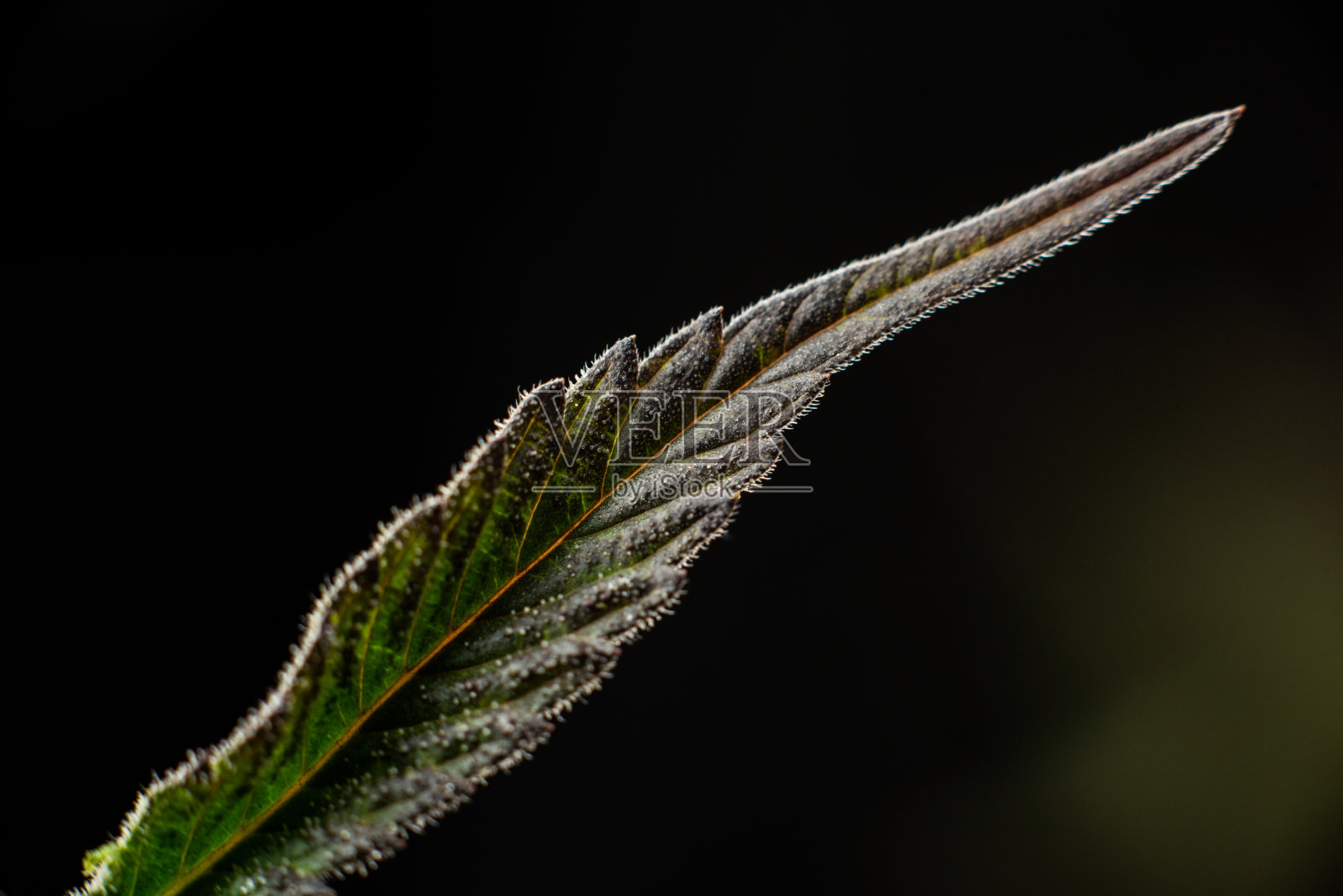 大麻宏观毛状体上的叶子在黑色的背景照片摄影图片