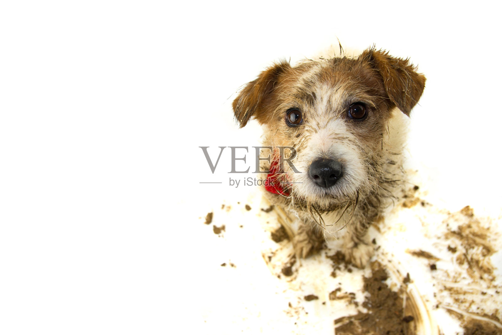 脏狗。有趣的杰克罗素在泥坑玩后。工作室拍摄的白色背景。照片摄影图片