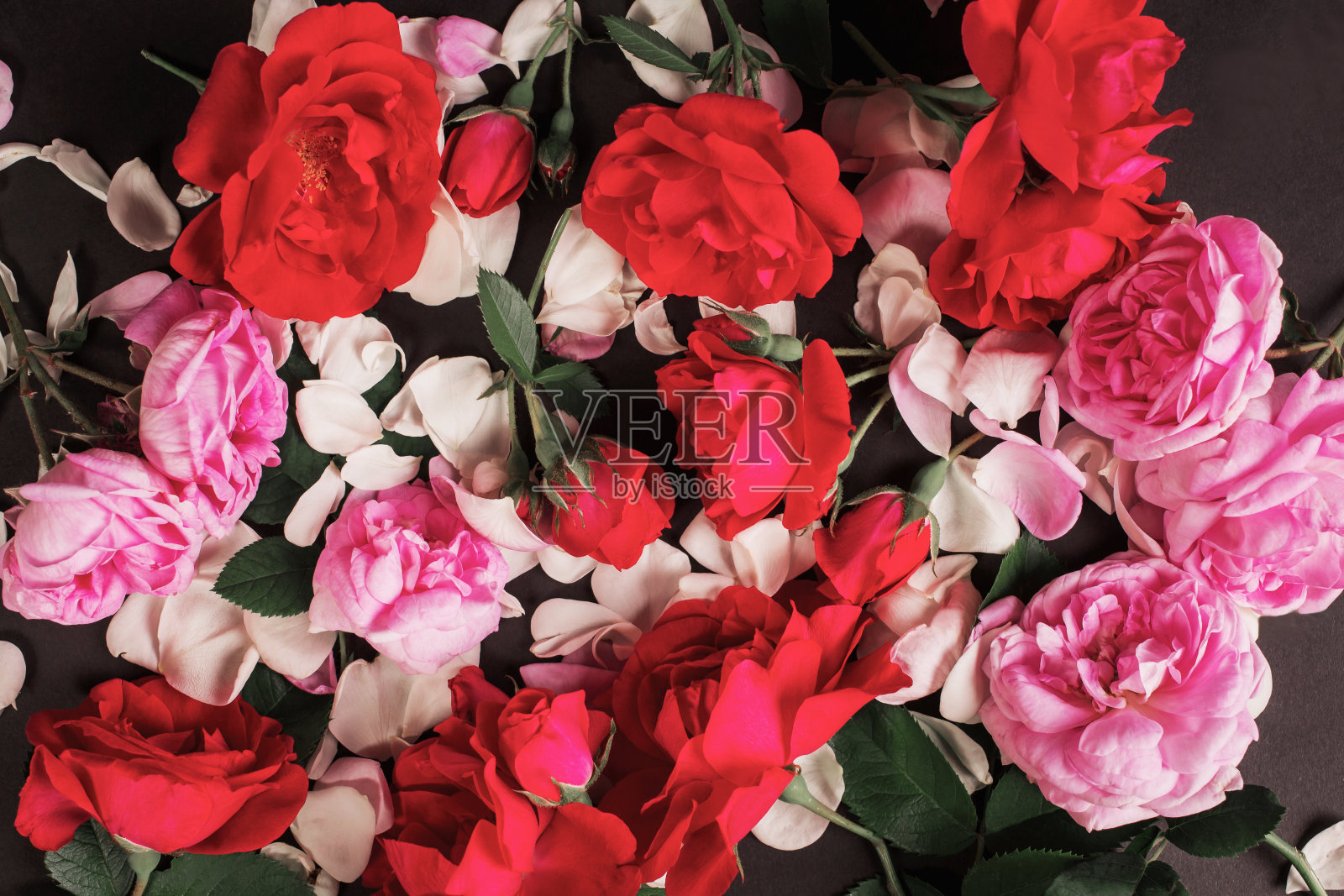 黑色背景上的玫瑰插花。情人节的墙纸是红色的花和花瓣。情人节的明信片。玫瑰平。春天鲜花布置。红、粉、白玫瑰照片摄影图片