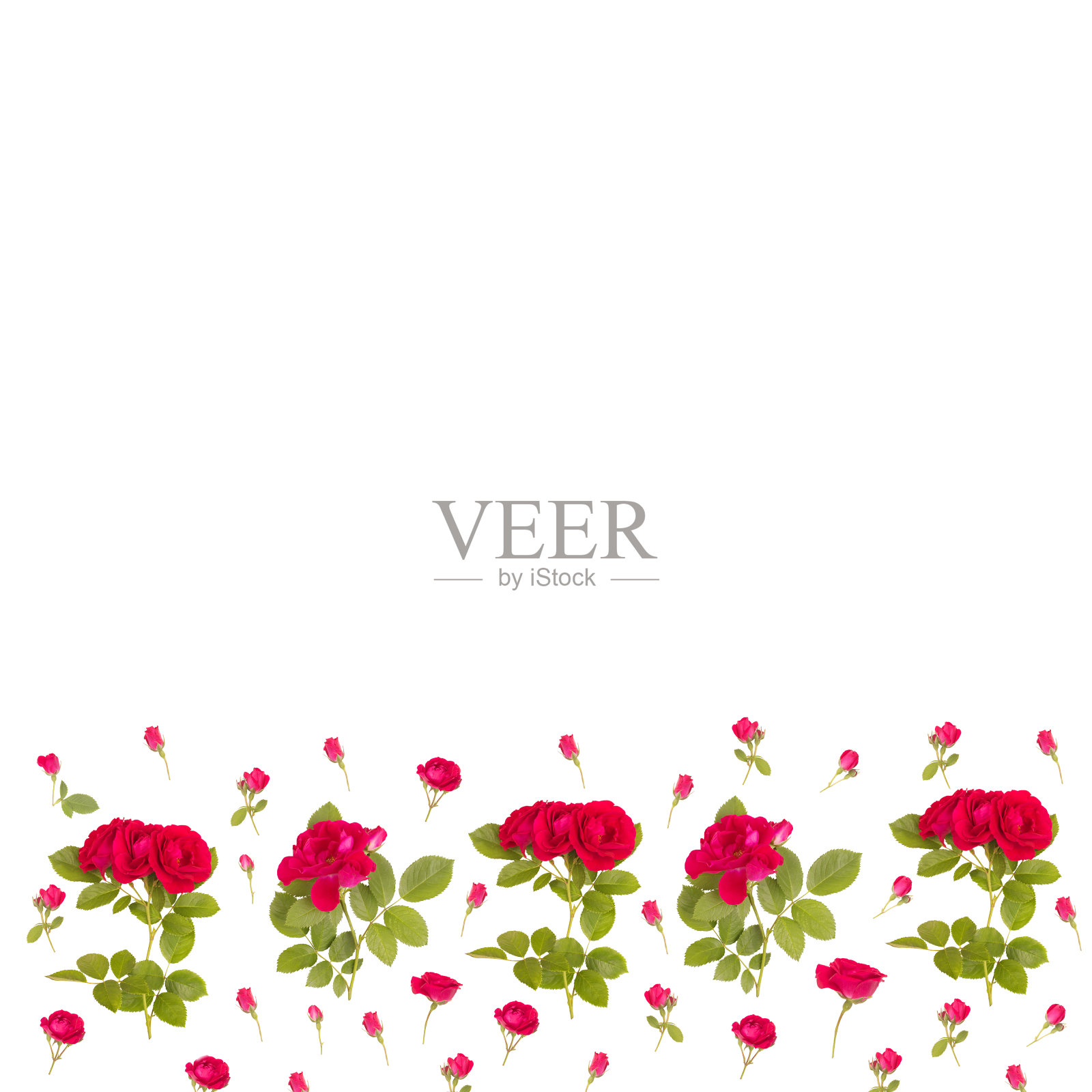 孤立在白色背景上的红玫瑰。春花印花包装。情人节贺卡上的花卉装饰品。从玫瑰图案。生日玫瑰边境照片摄影图片