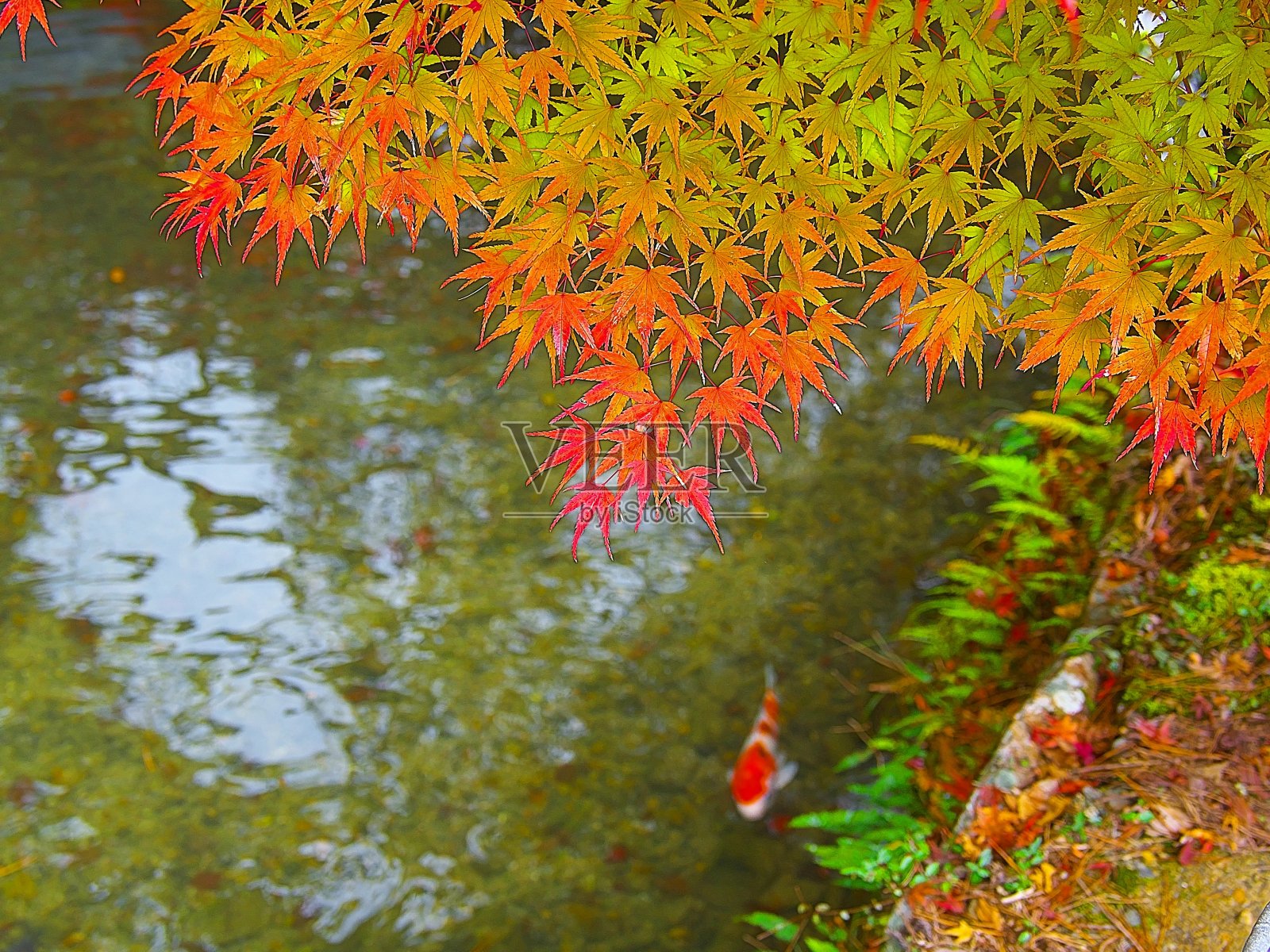 日本风景秋叶照片摄影图片