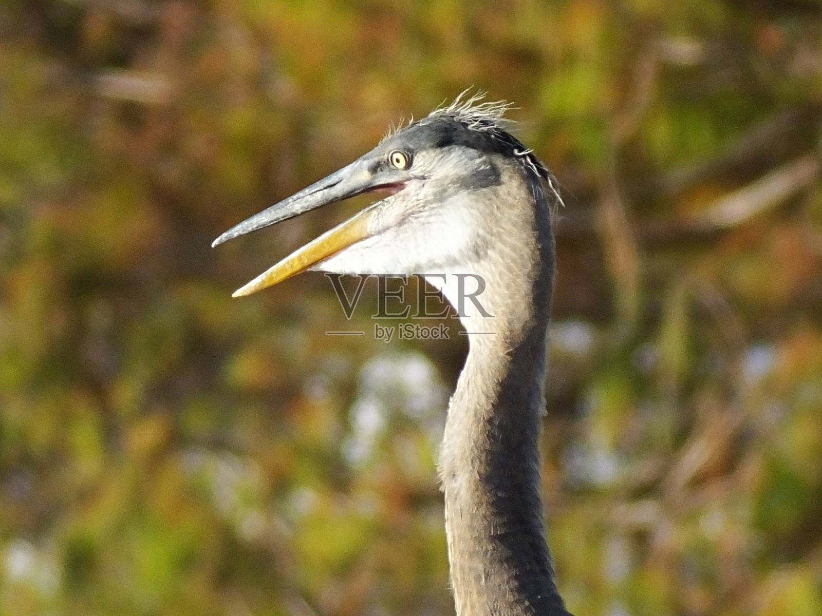 大蓝鹭(Ardea herodias)在佛罗里达湿地的幼年鹭的头部特写照片摄影图片
