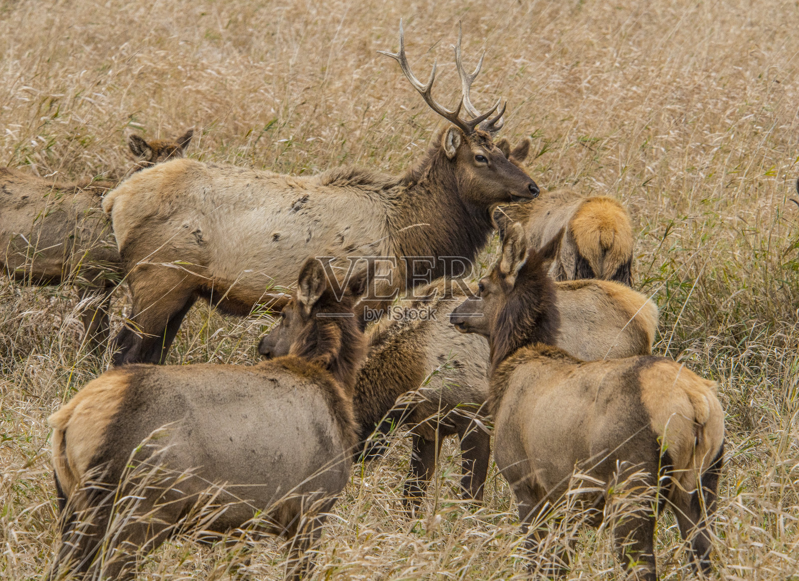 听说在俄勒冈州的迪恩克里克有麋鹿照片摄影图片