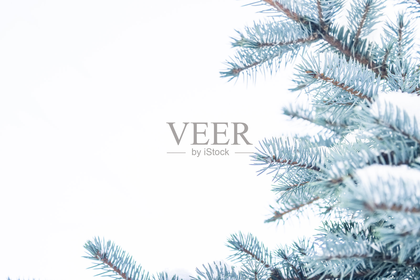 云杉树枝上覆盖着雪照片摄影图片