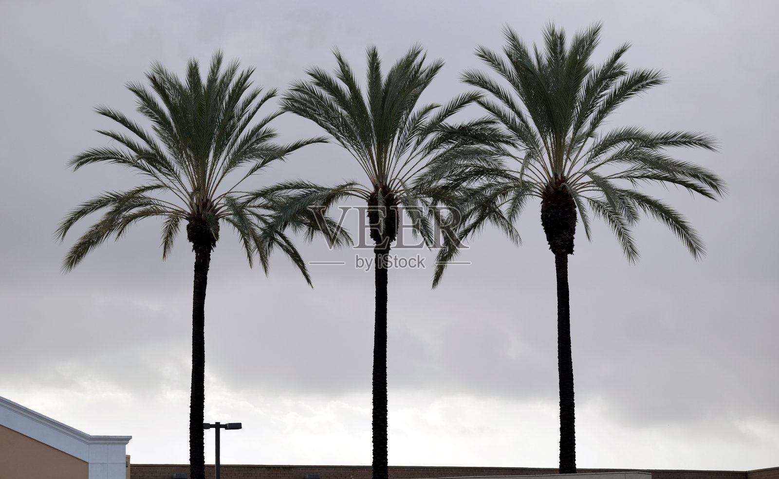 阴天的棕榈树照片摄影图片