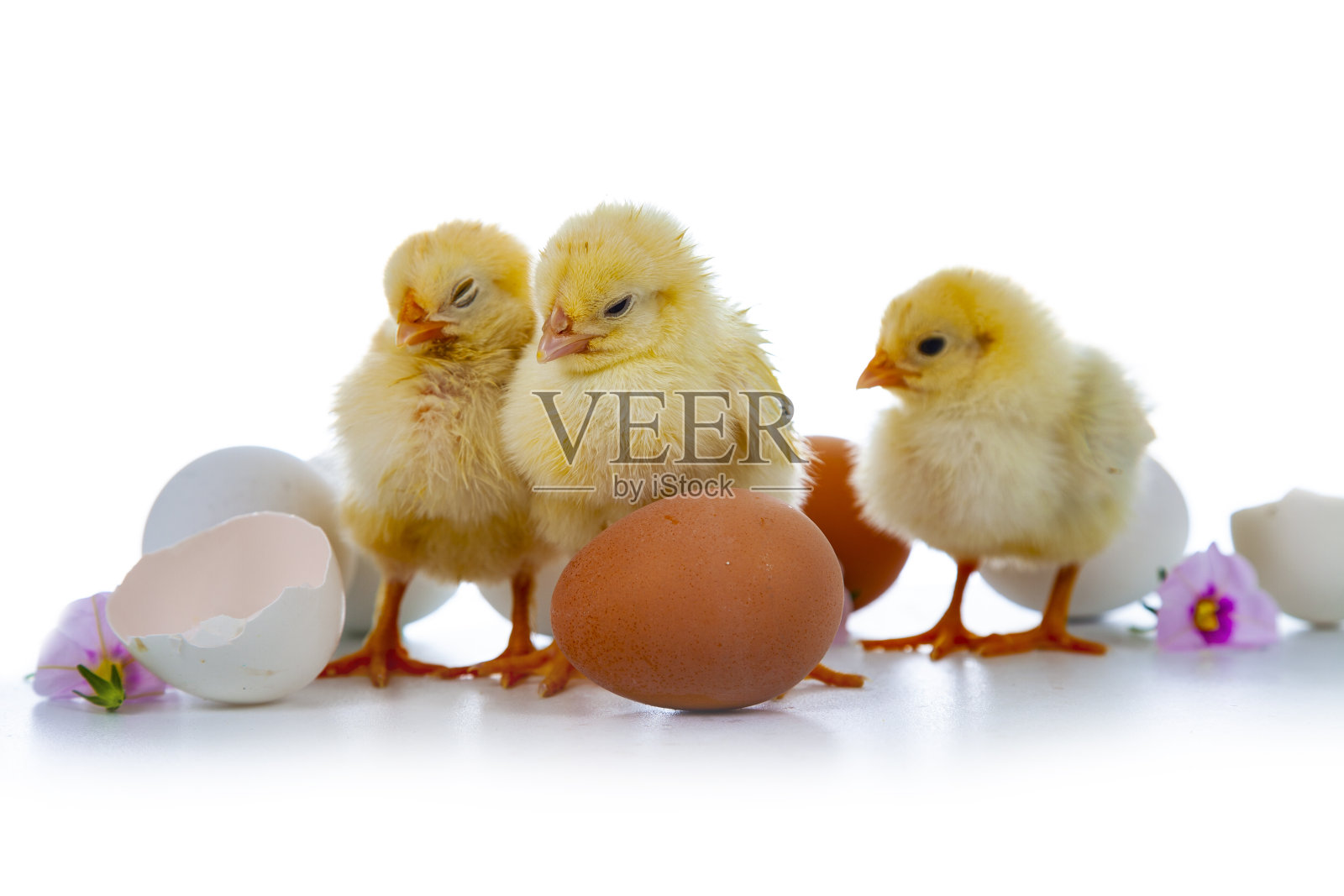 复活节毛茸茸的小鸡。照片摄影图片