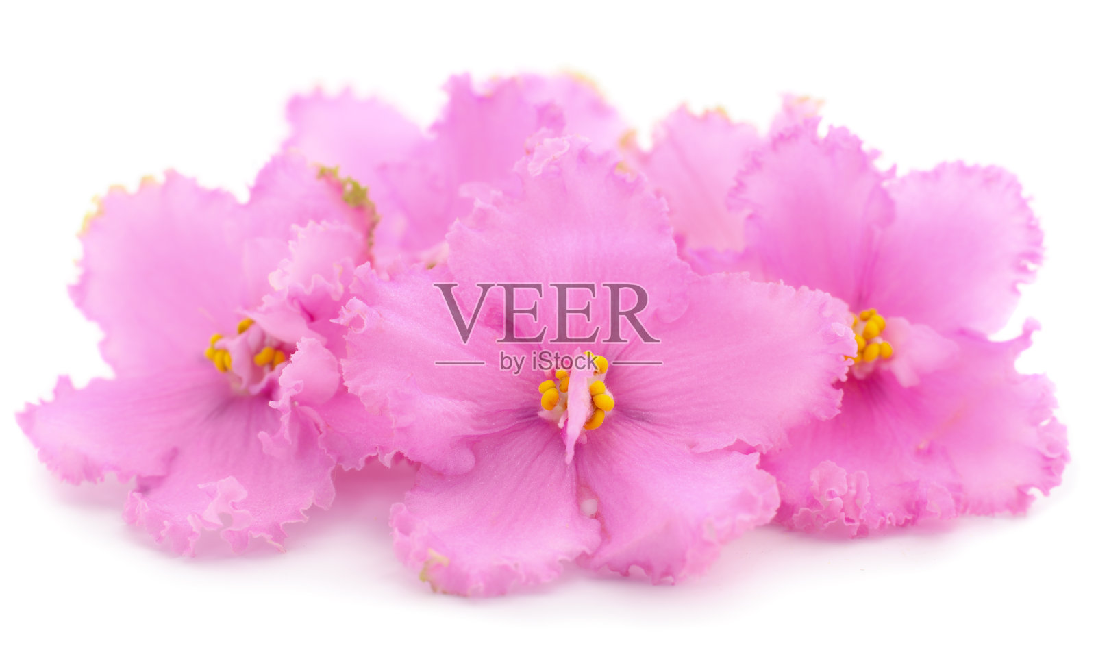 紫罗兰美丽的花朵。照片摄影图片