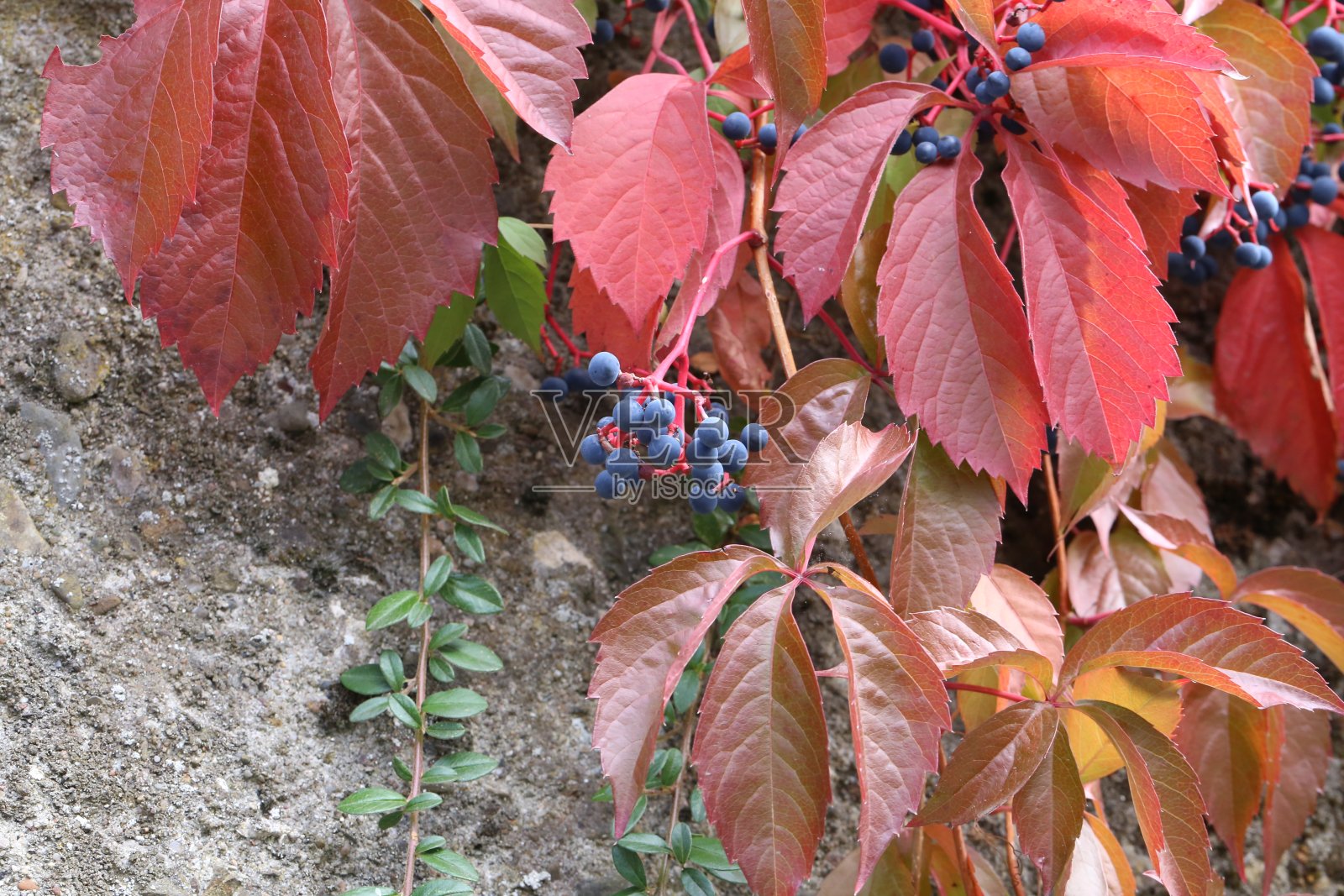 美丽的野葡萄秋叶照片摄影图片