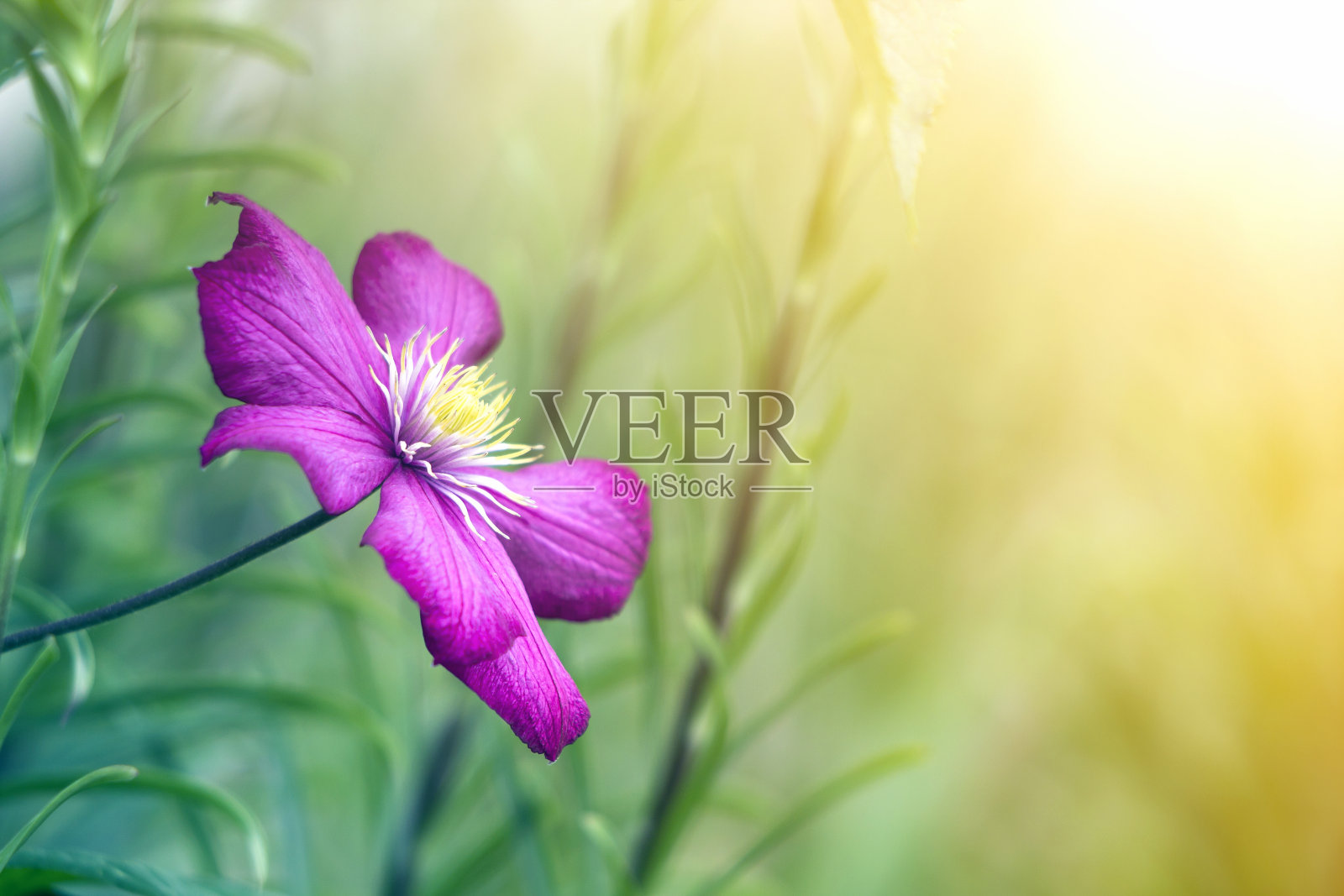 大的美丽明亮的紫色盛开的花的特写被太阳照亮了模糊的绿色夏季背景。美丽和温柔的自然概念。照片摄影图片