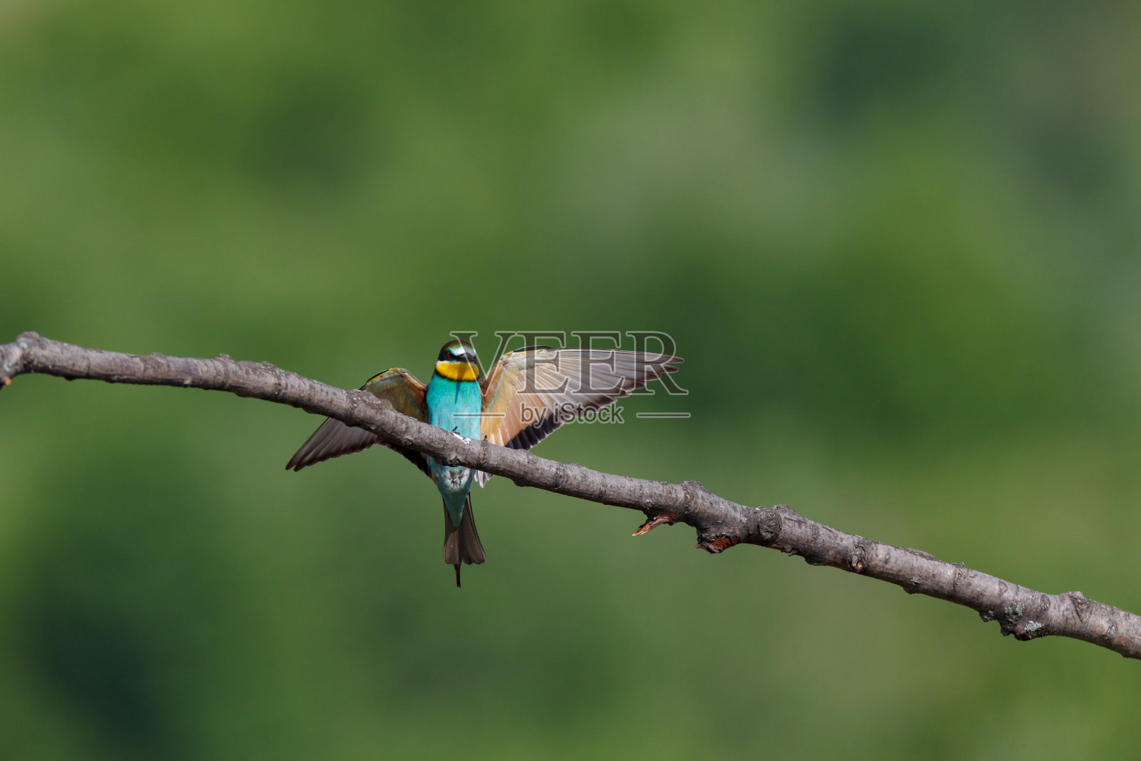 欧洲食蜂鸟。照片摄影图片