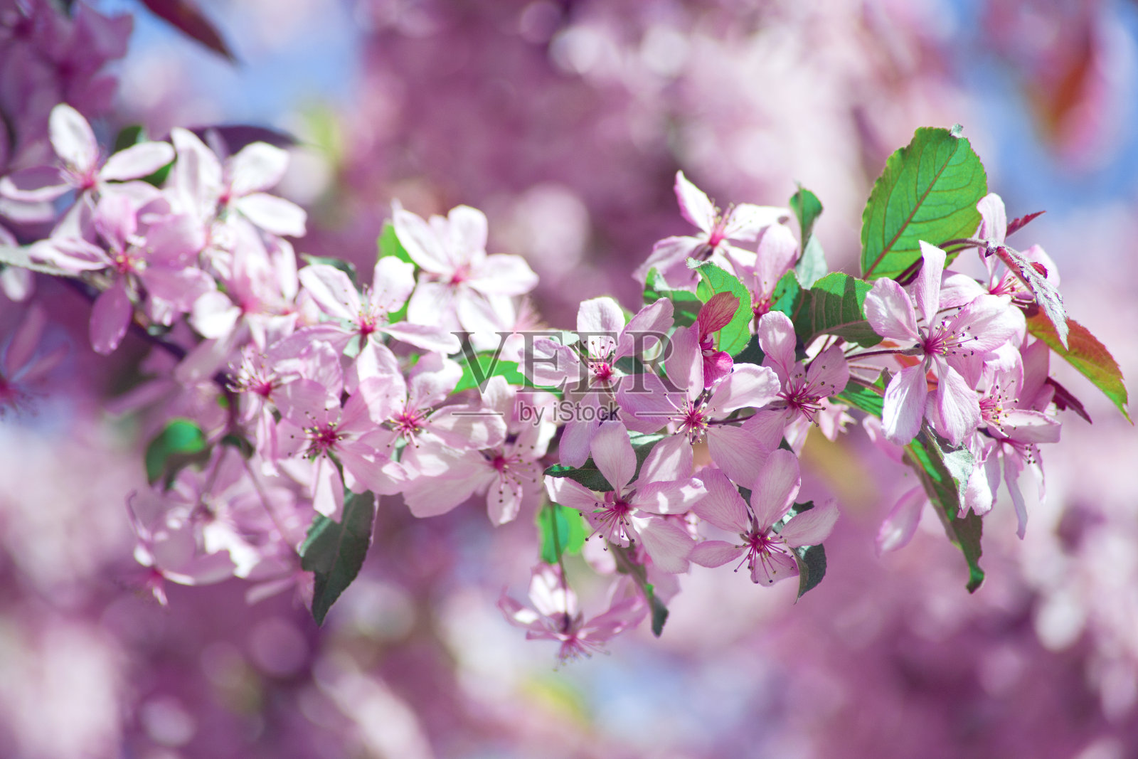 有美丽的粉红色花朵的树枝照片摄影图片