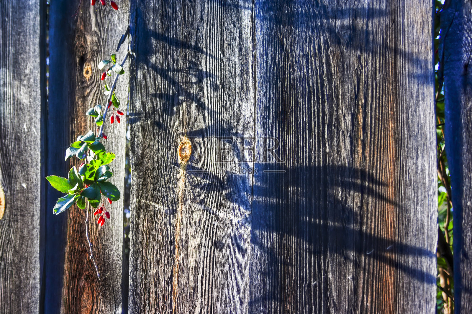 在旧木栅栏的背景上,一根长着山茱萸果实的树枝照片摄影图片