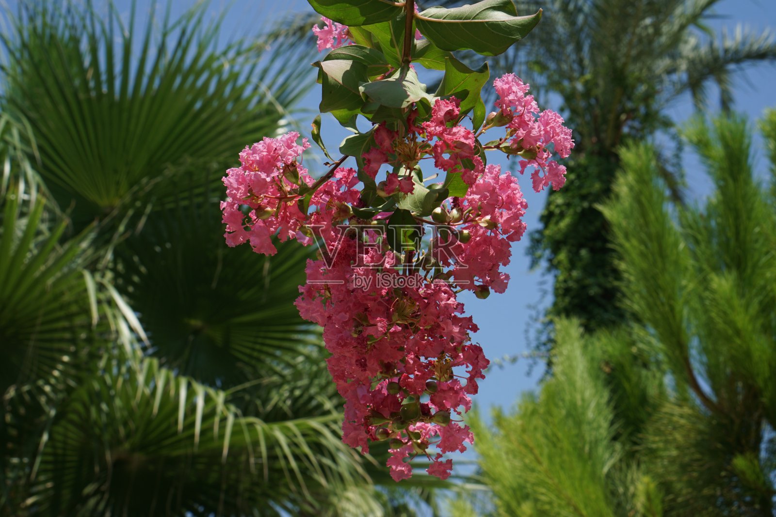 一束鲜花照片摄影图片
