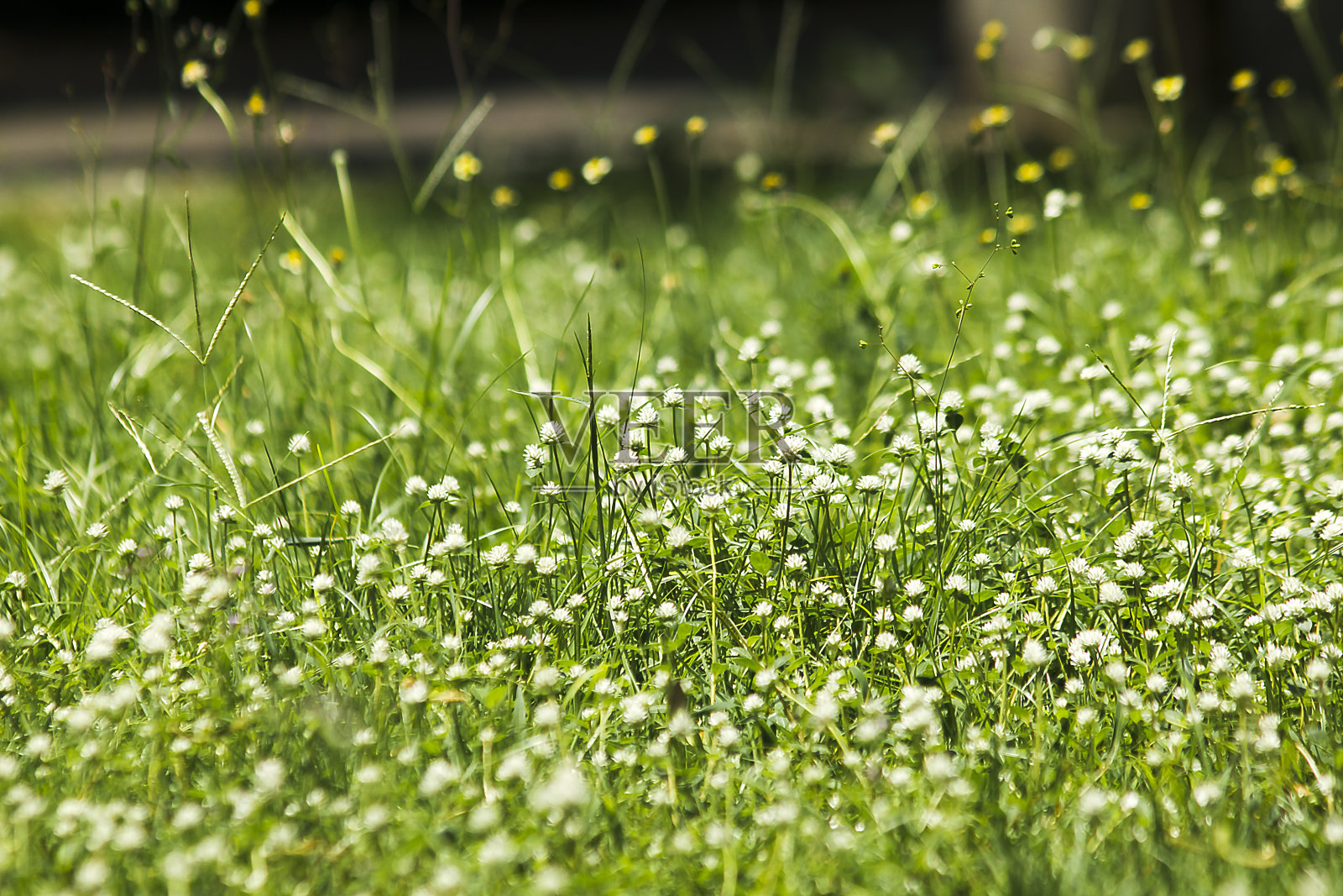 公园里的三棱草照片摄影图片