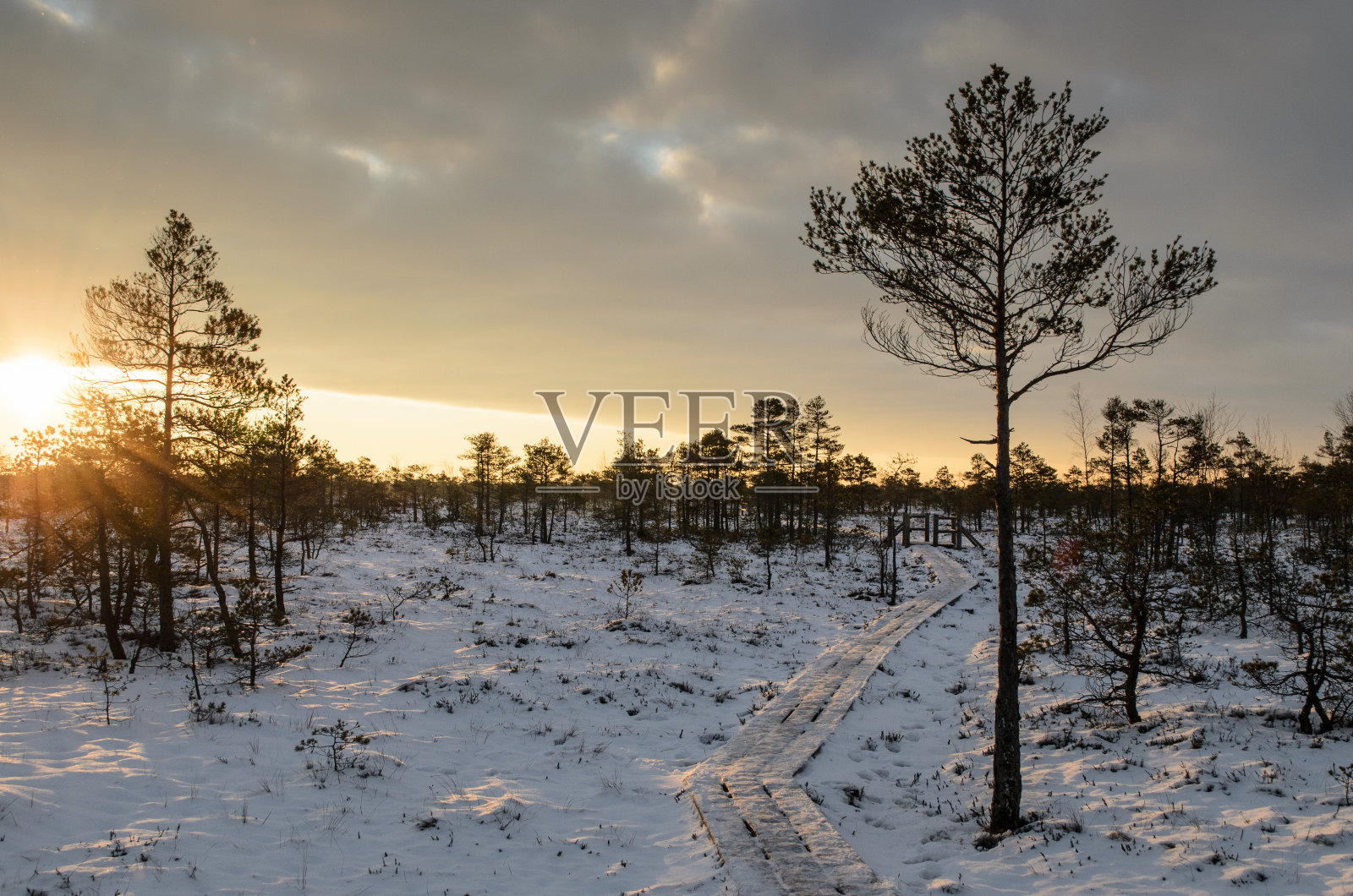 冬季的大克梅里沼泽木板路,克梅里国家公园,拉脱维亚照片摄影图片